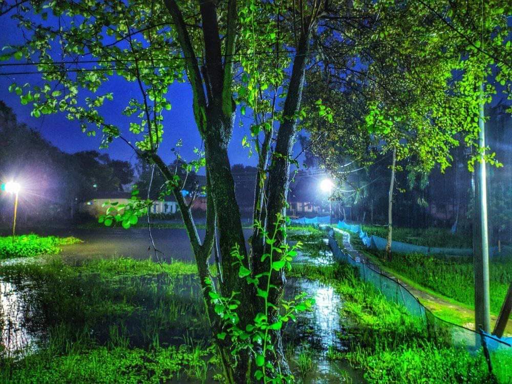 Nights light in rivers and tree