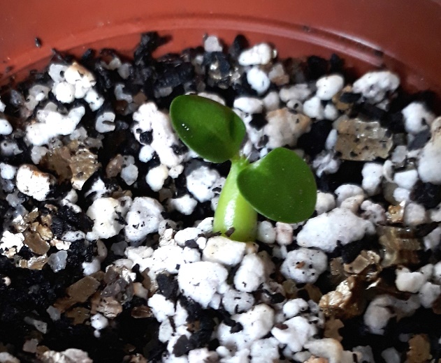 Pachypodium succuletum seedling.jpg