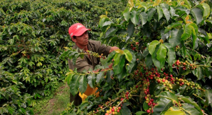 kopi2.jpg
