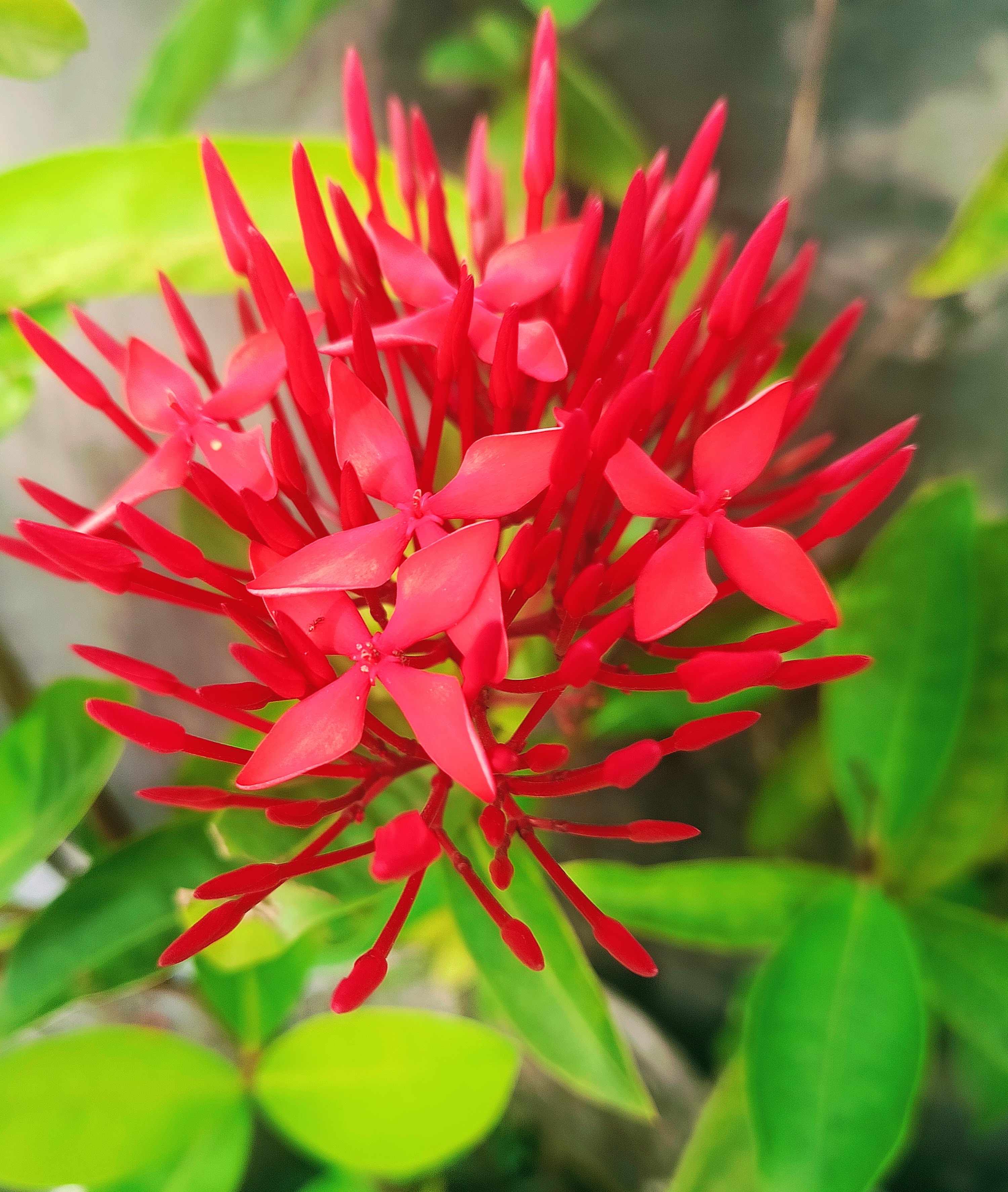 || Date-02-09-2026|| Some beautiful photography collected from the rooftop garden