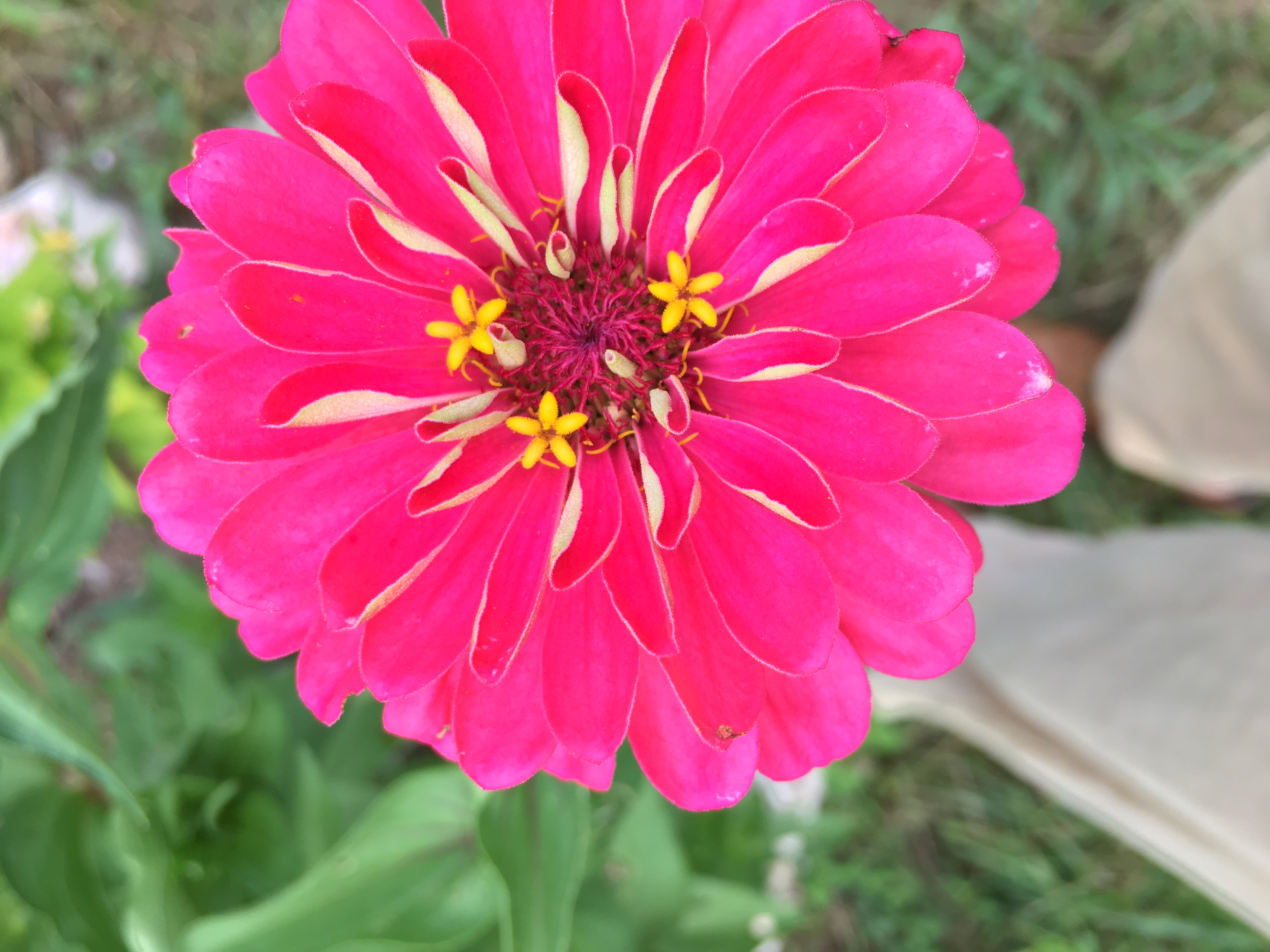 1CC9C191-2482-4CBE-80C7-587717A2C439.jpeg