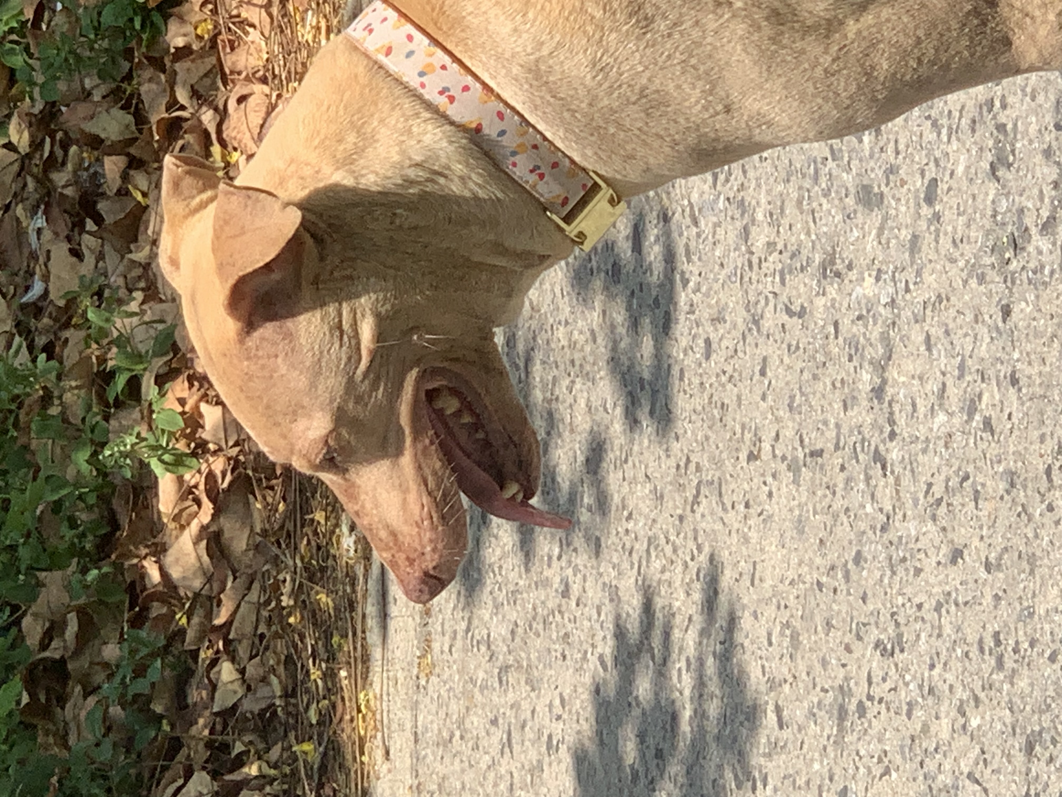 dog1.jpg