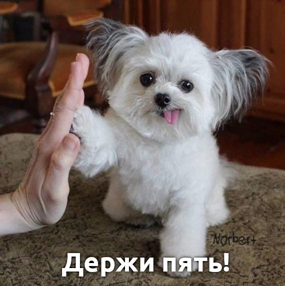 dergi-pyat.jpg