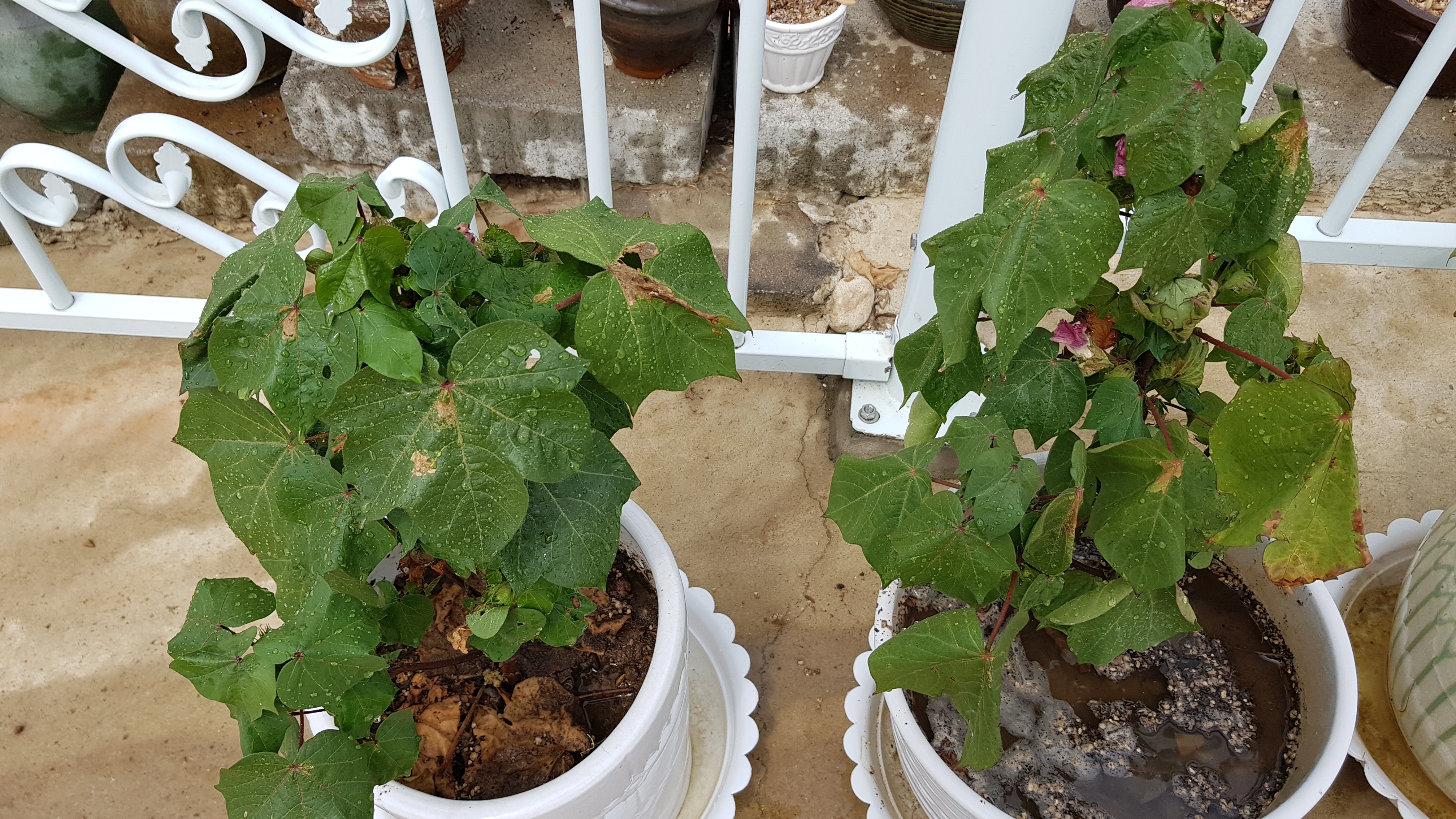 20180819_104155.jpg