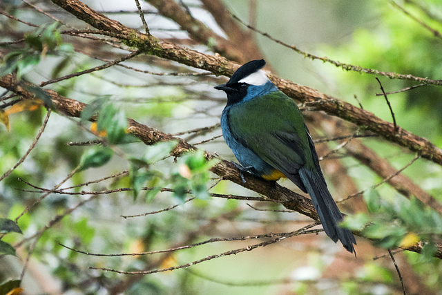 Eastern Crested Berrypecker (Paramythia montium).jpg