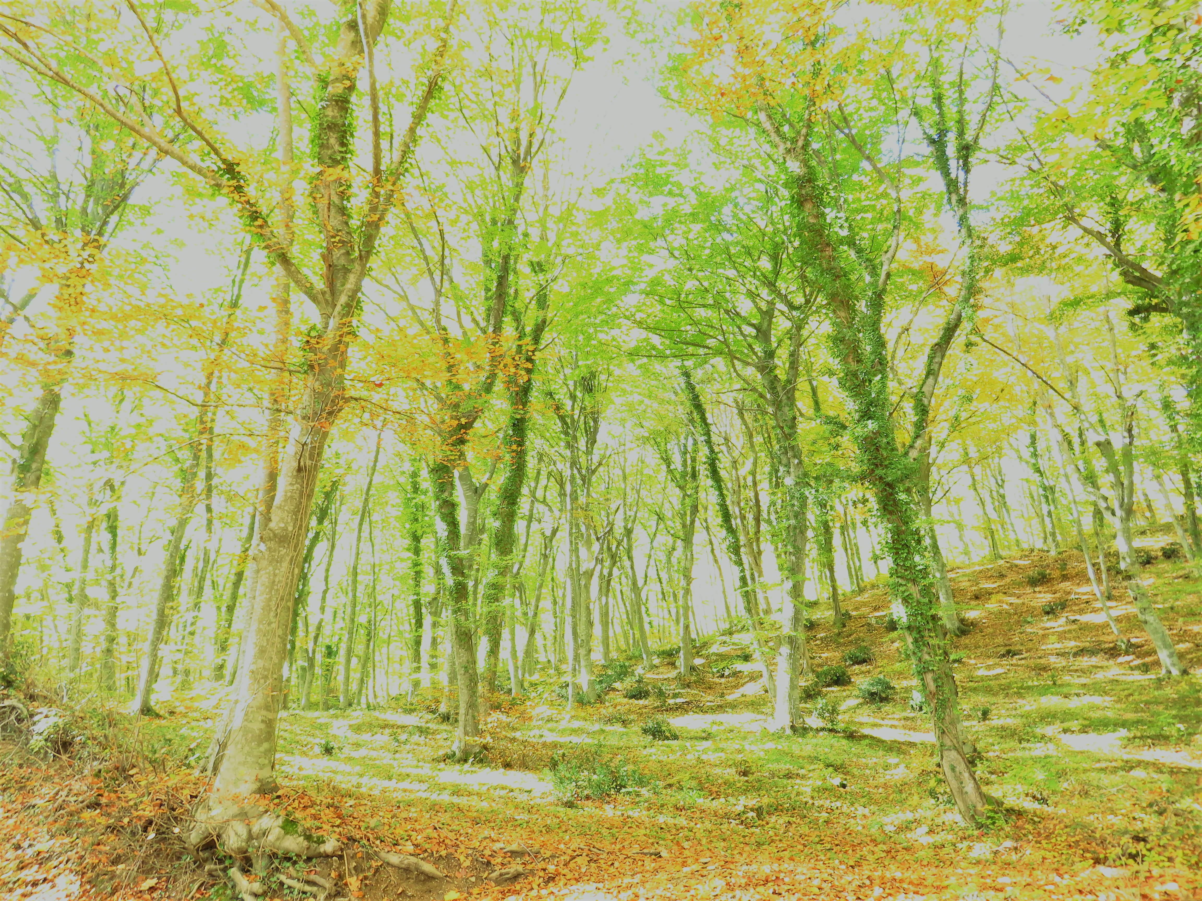 foresta.JPG