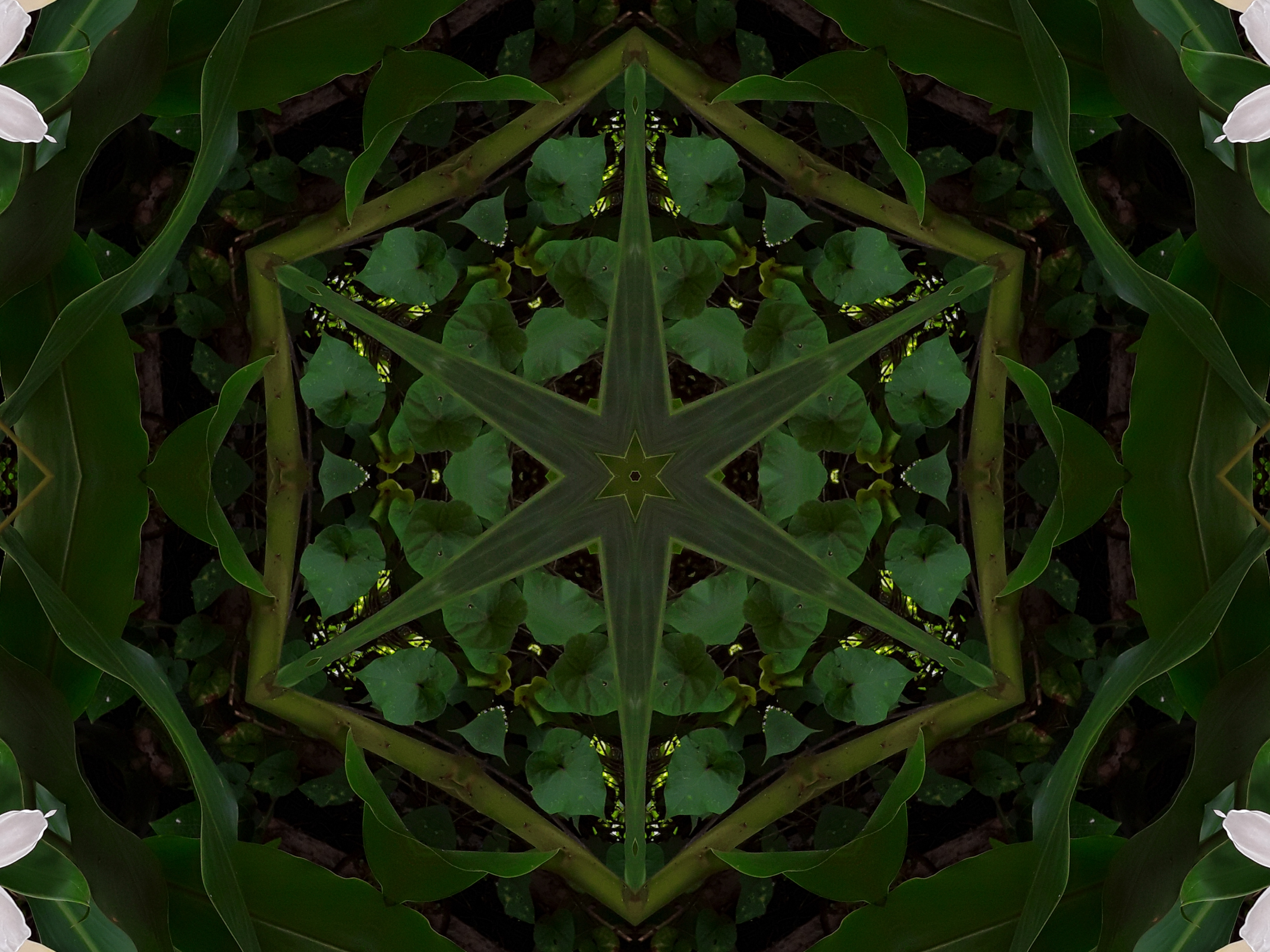 54555.jpg