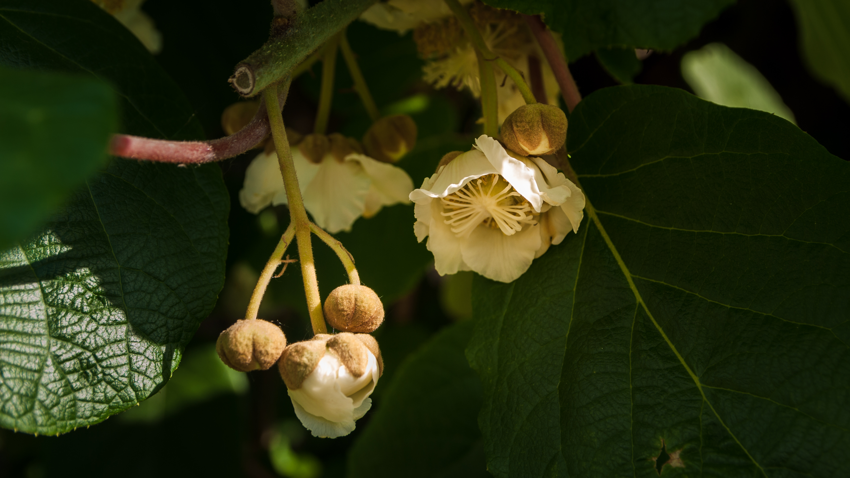 Flower Kiwi — Steemit