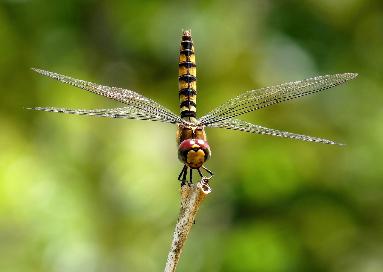 greater-crimson-glider-87063_1280.jpg