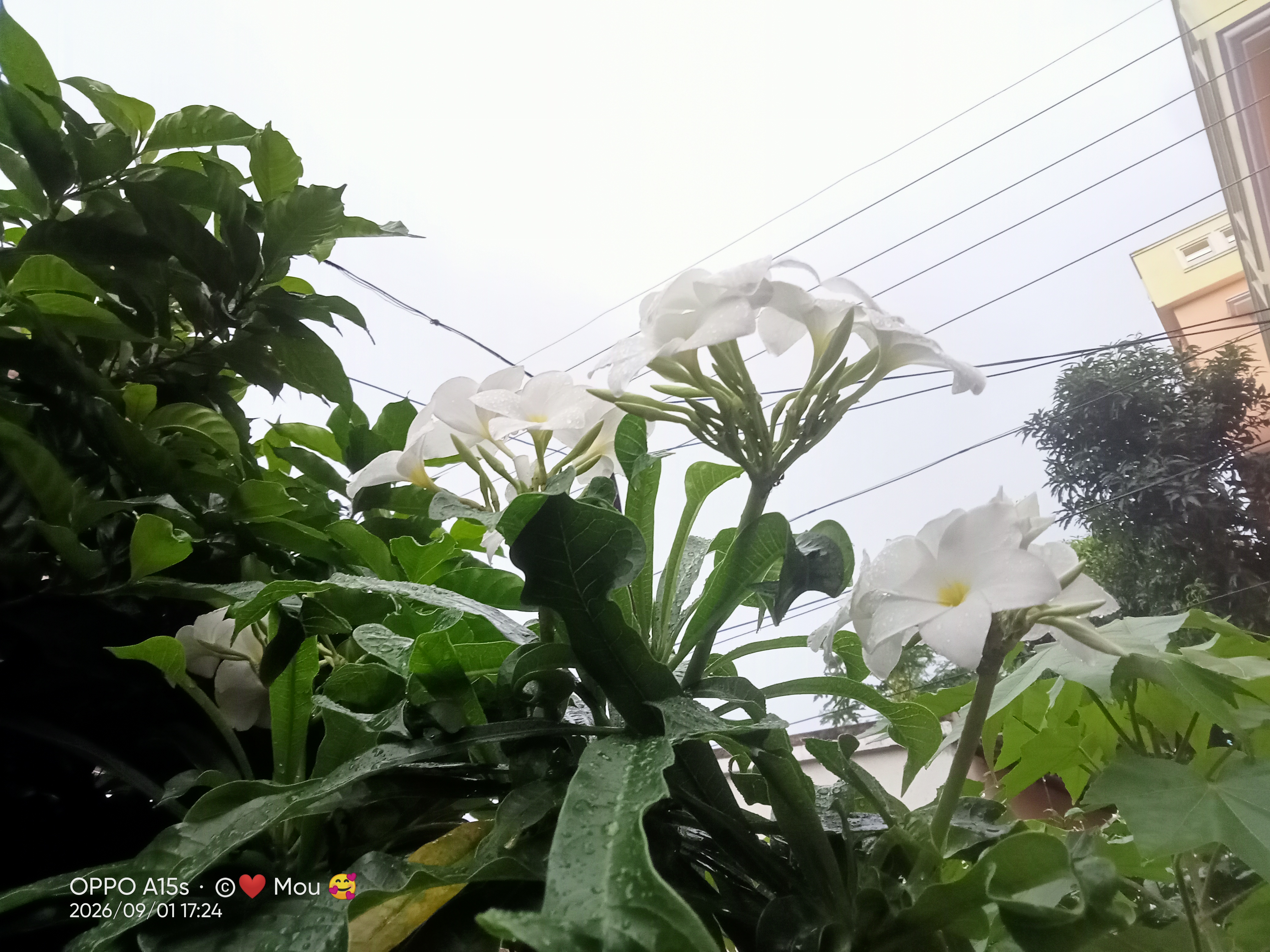 IMG20260901172417.jpg