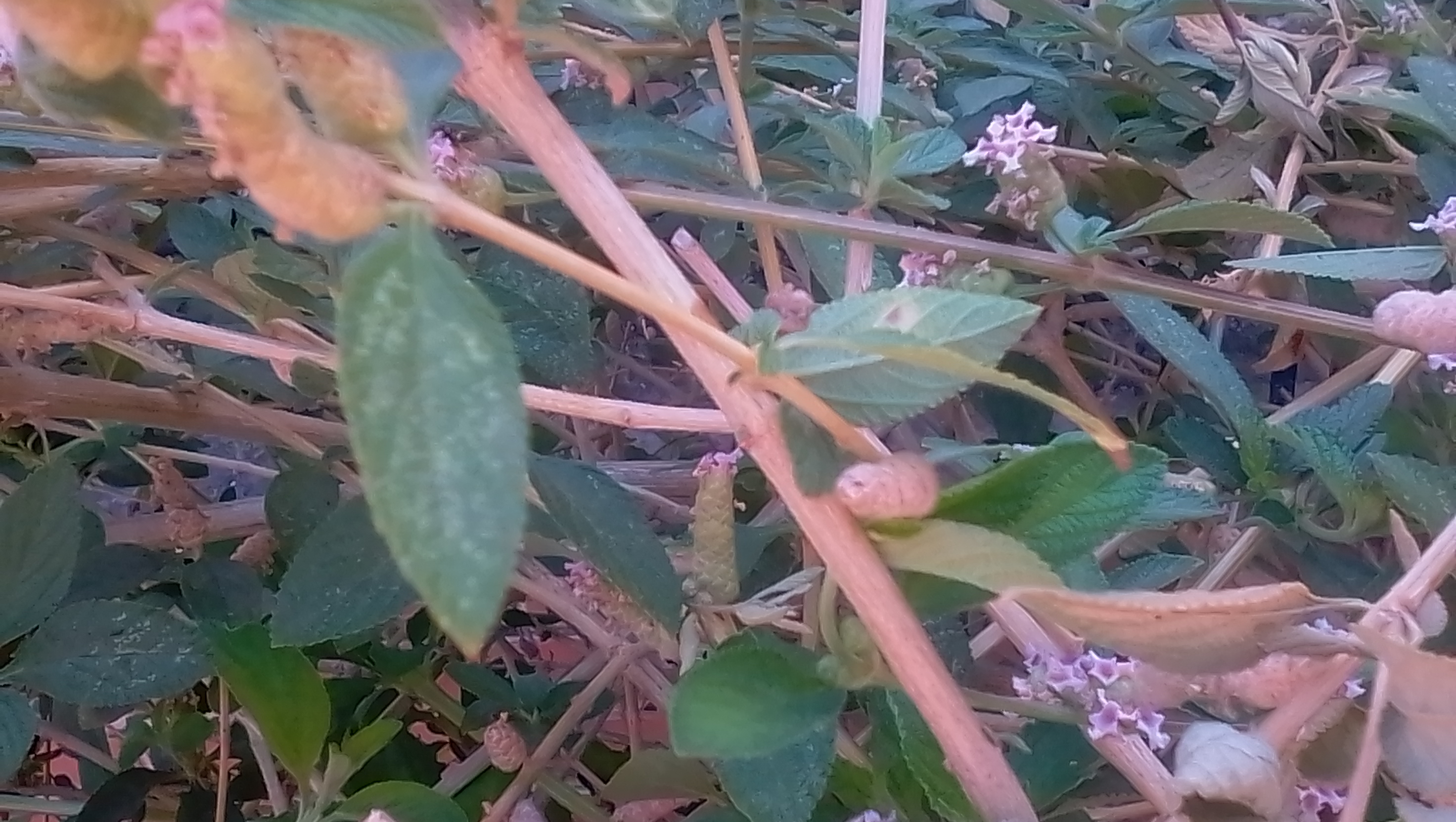 IMG_20200315_094732.jpg