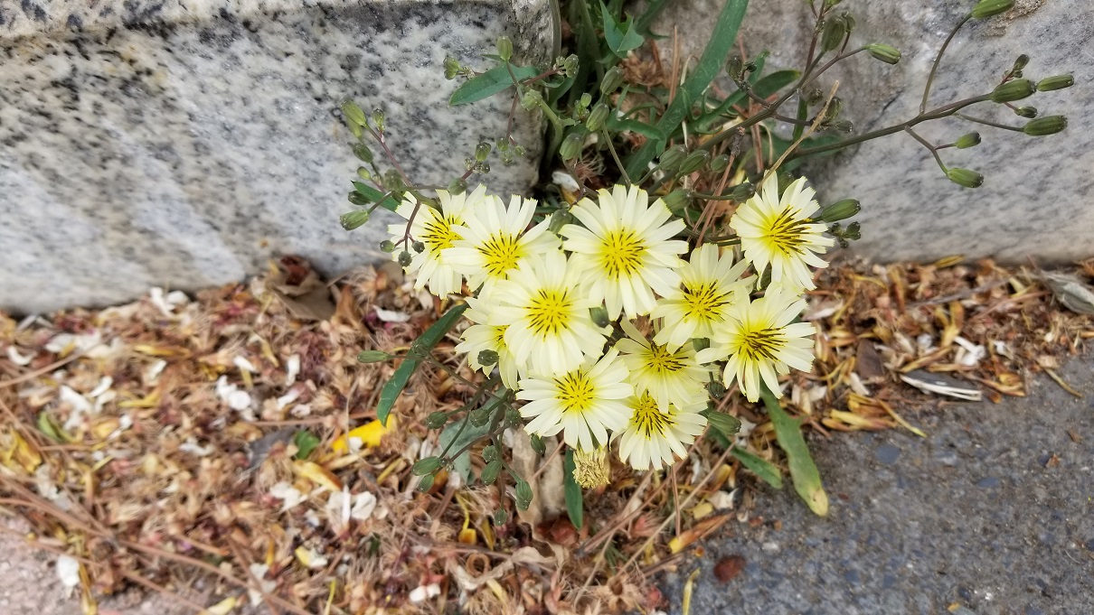 路边的野花