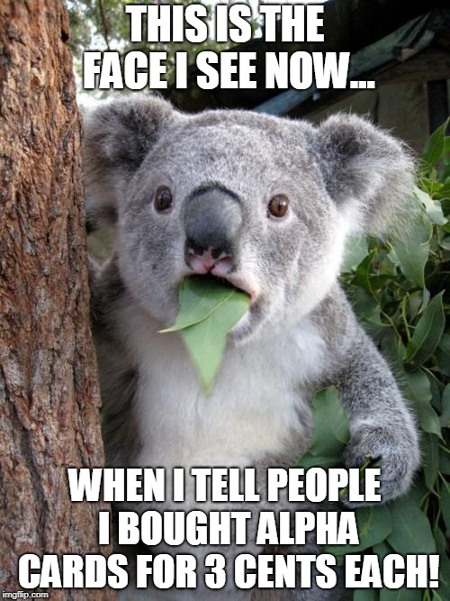 koala.jpg