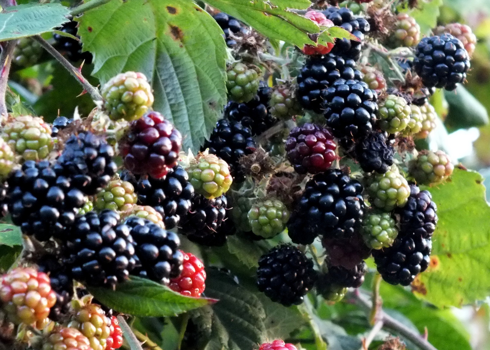 2670-Blackberries.jpg