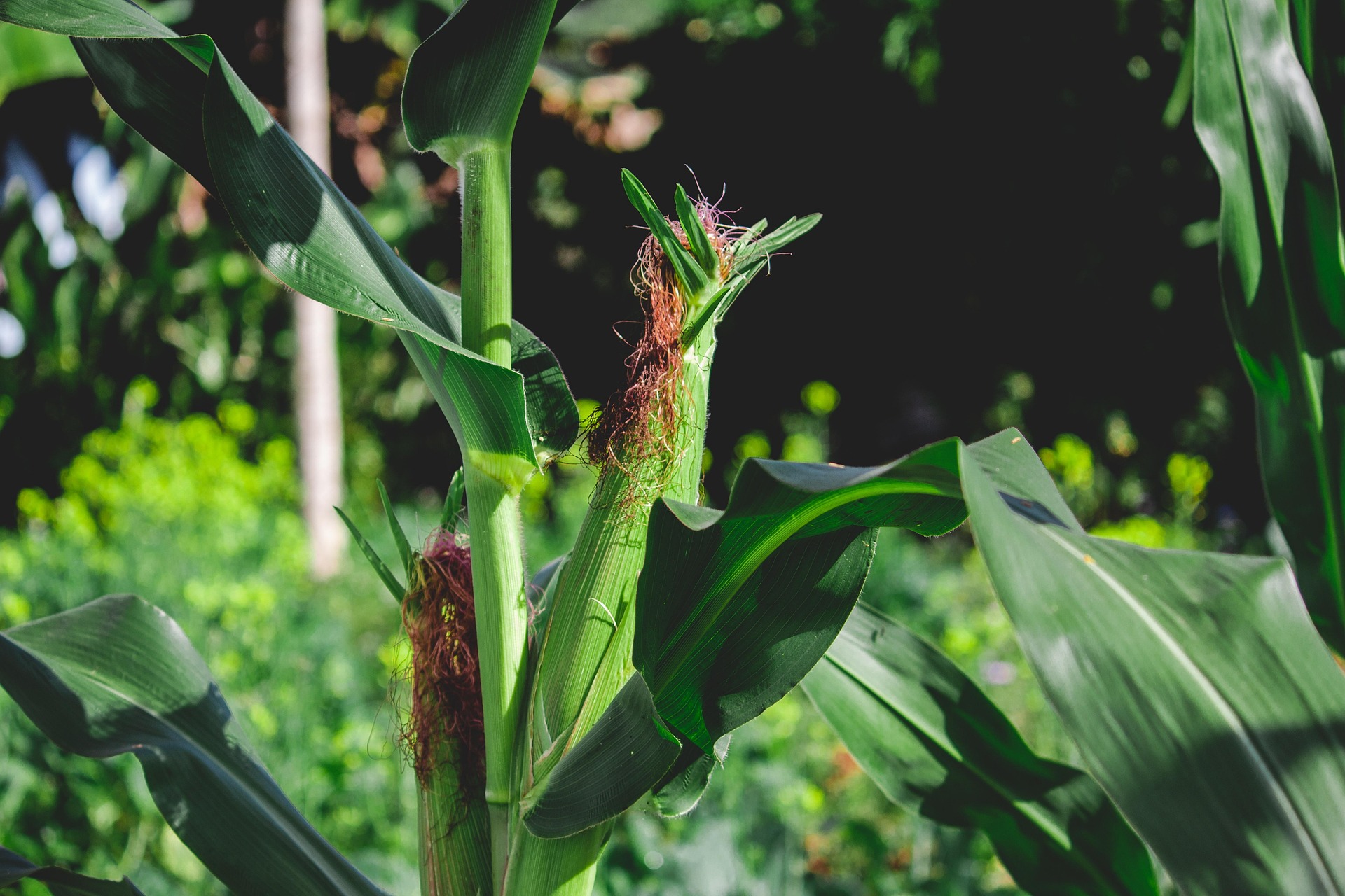 9078815-maize-4490754_1920.jpg