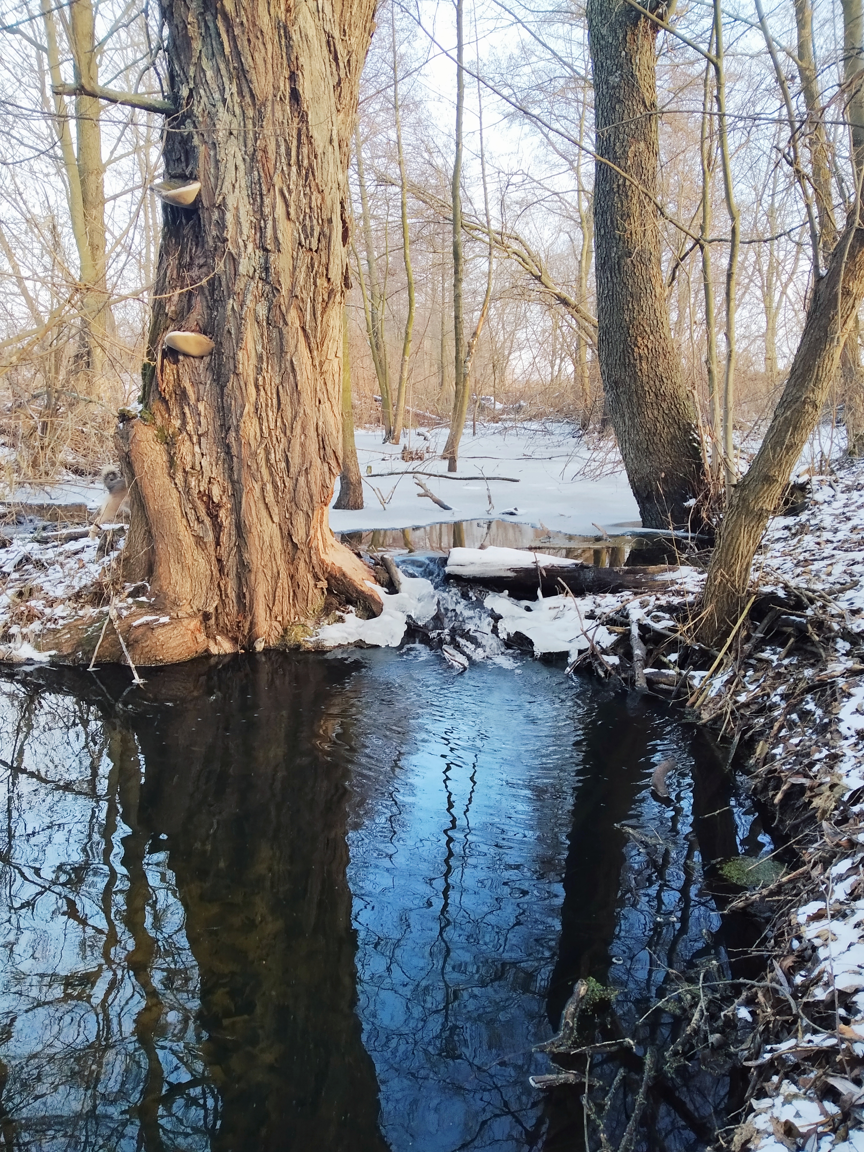 IMG_20201222_173753.jpg