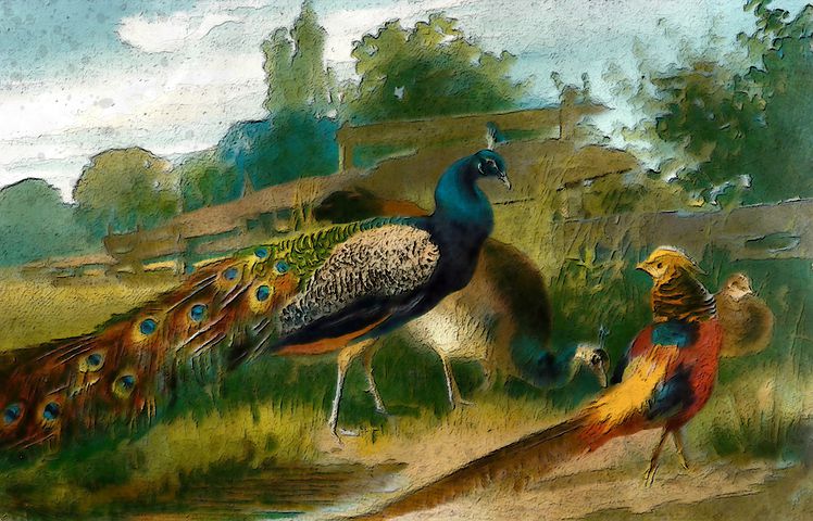 peacock-and-golden-pheasant-4407535__480.jpg