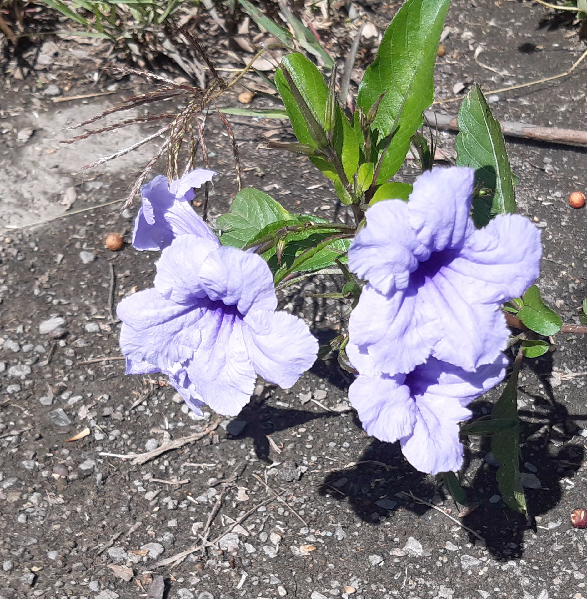 flor bella.png