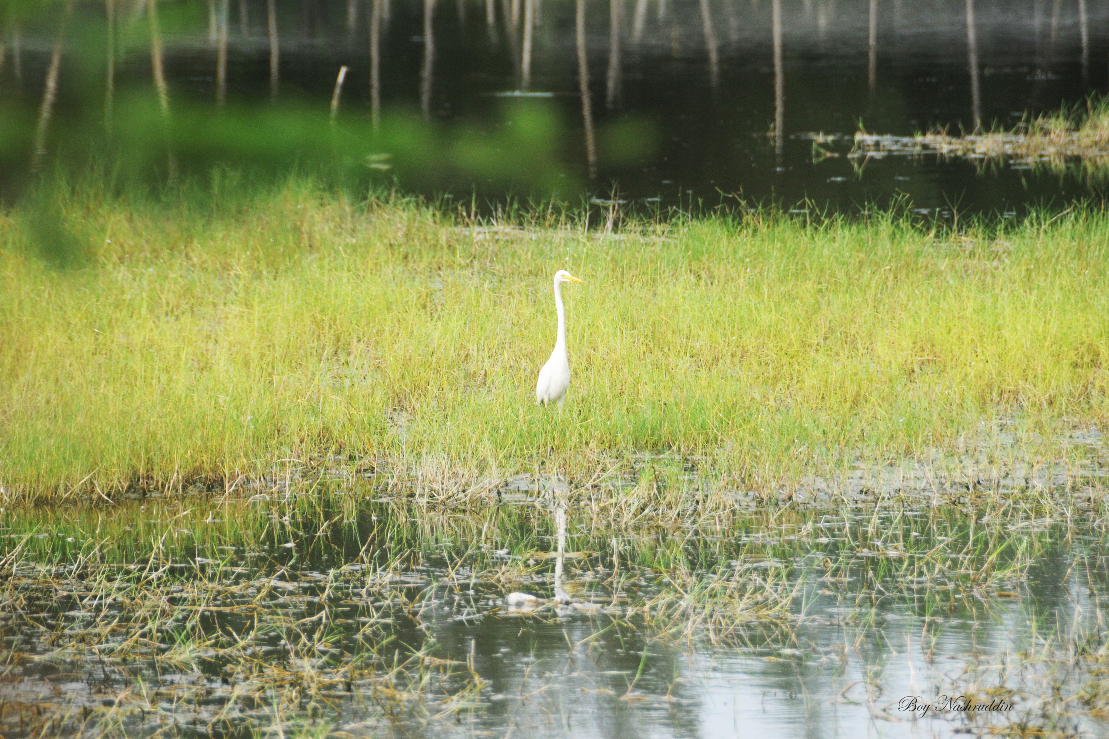 DSC_1733.jpg