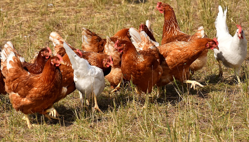 Gallinas 2.jpg