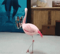 5c8cd95c74456493712259 (1).gif