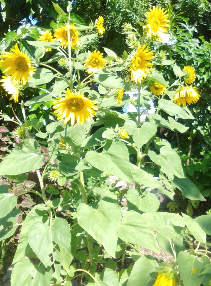 IMG_20211018_095142~2.jpg