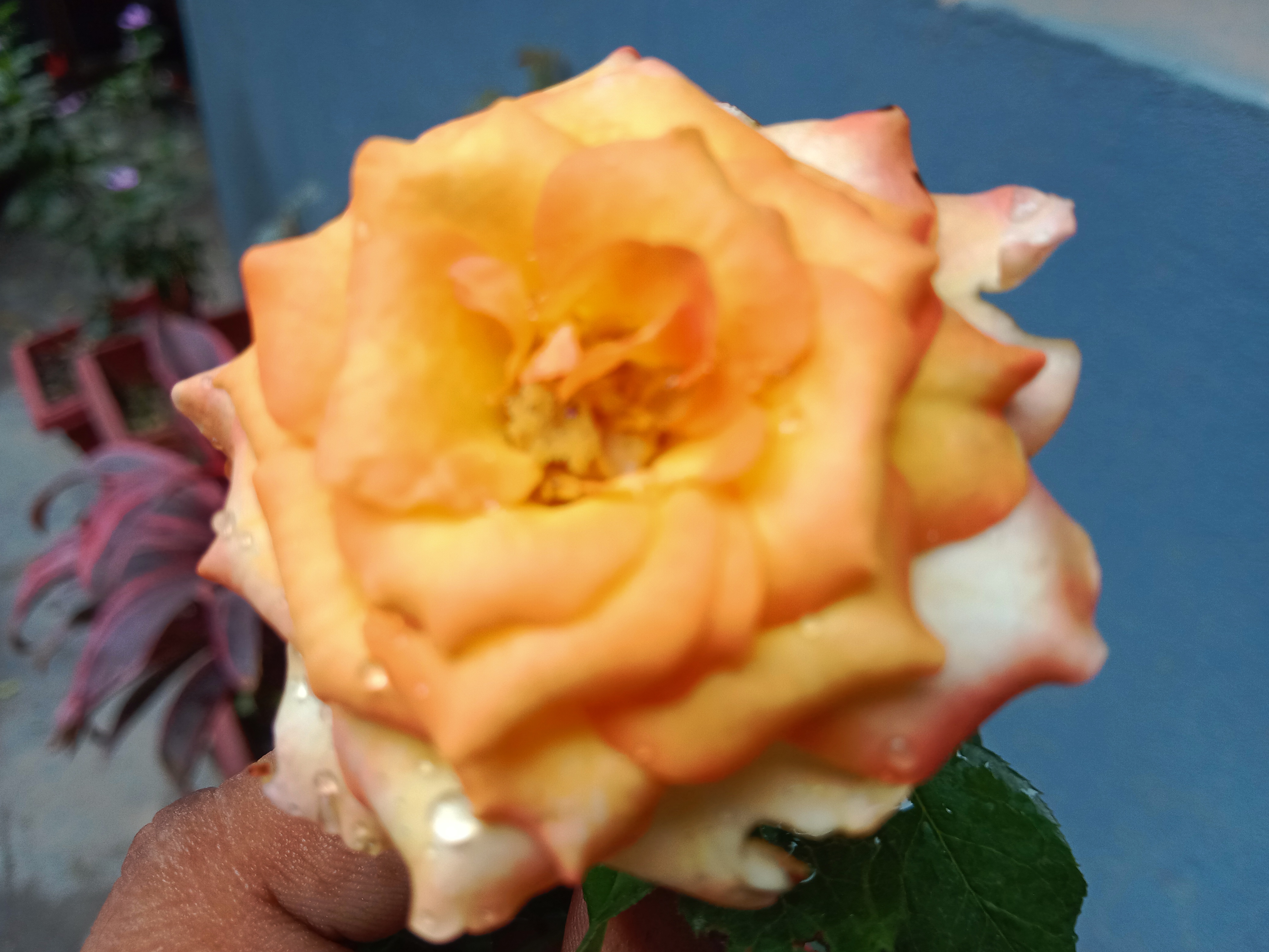IMG_20260722_202000.jpg