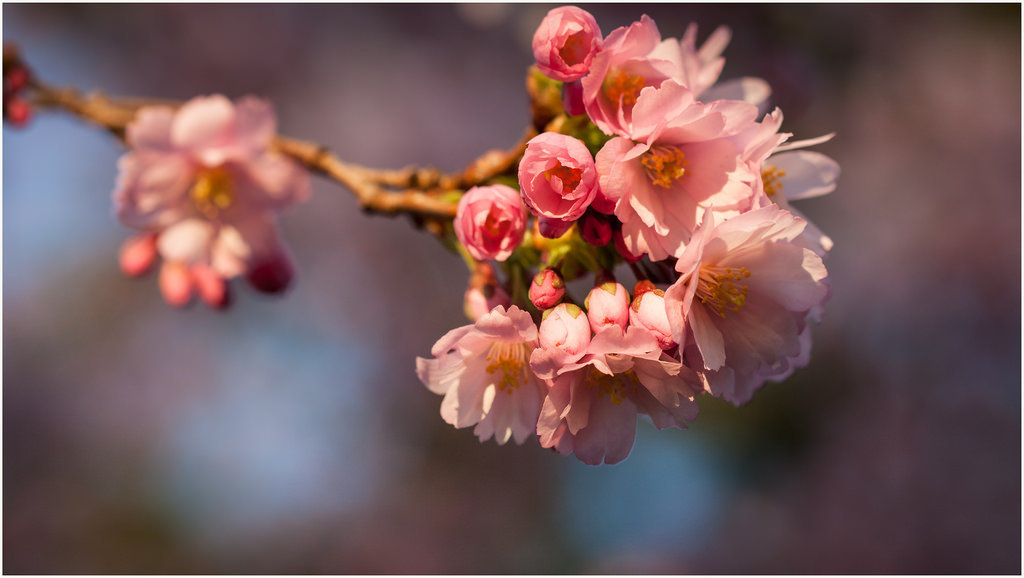 26352174972-springtime (FILEminimizer).jpg