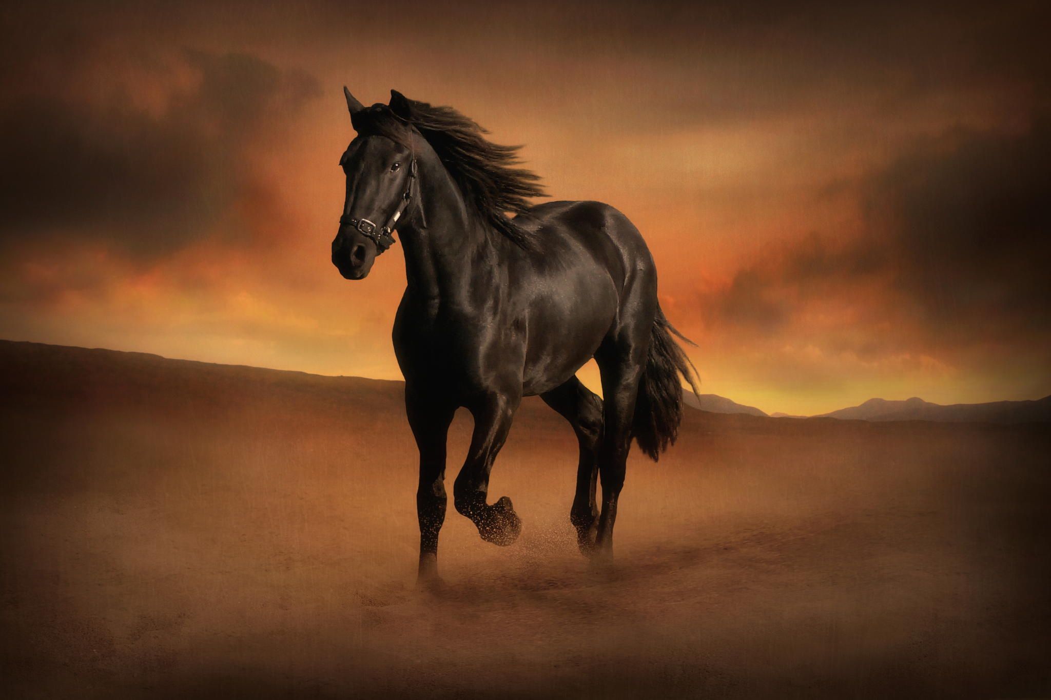 Horse pictures. Дикий гнедой Мустанг. Вороной Мустанг. Красивые лошади. Картинки лошадей.