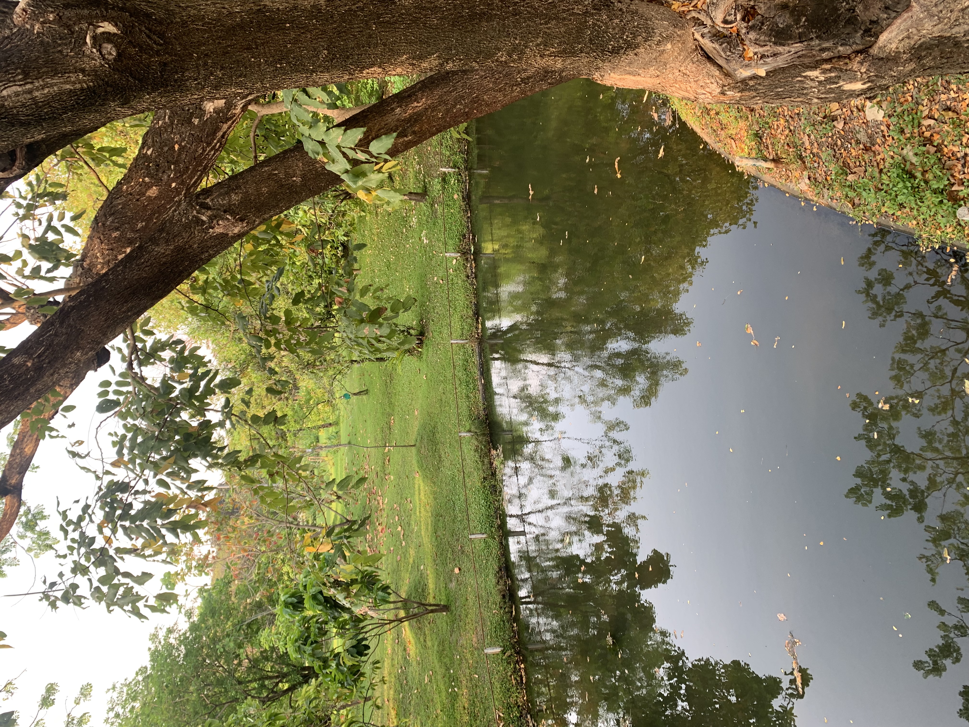 Queen Sirikit Park401.jpg