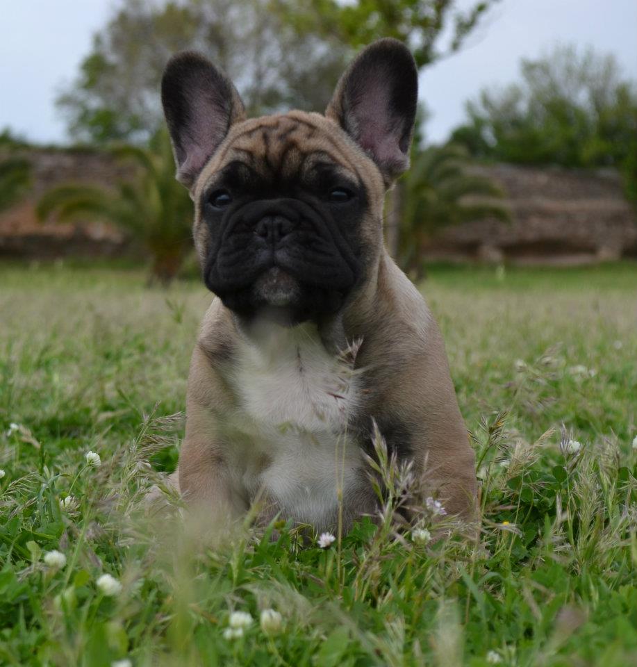 carlito brigante (61).jpg