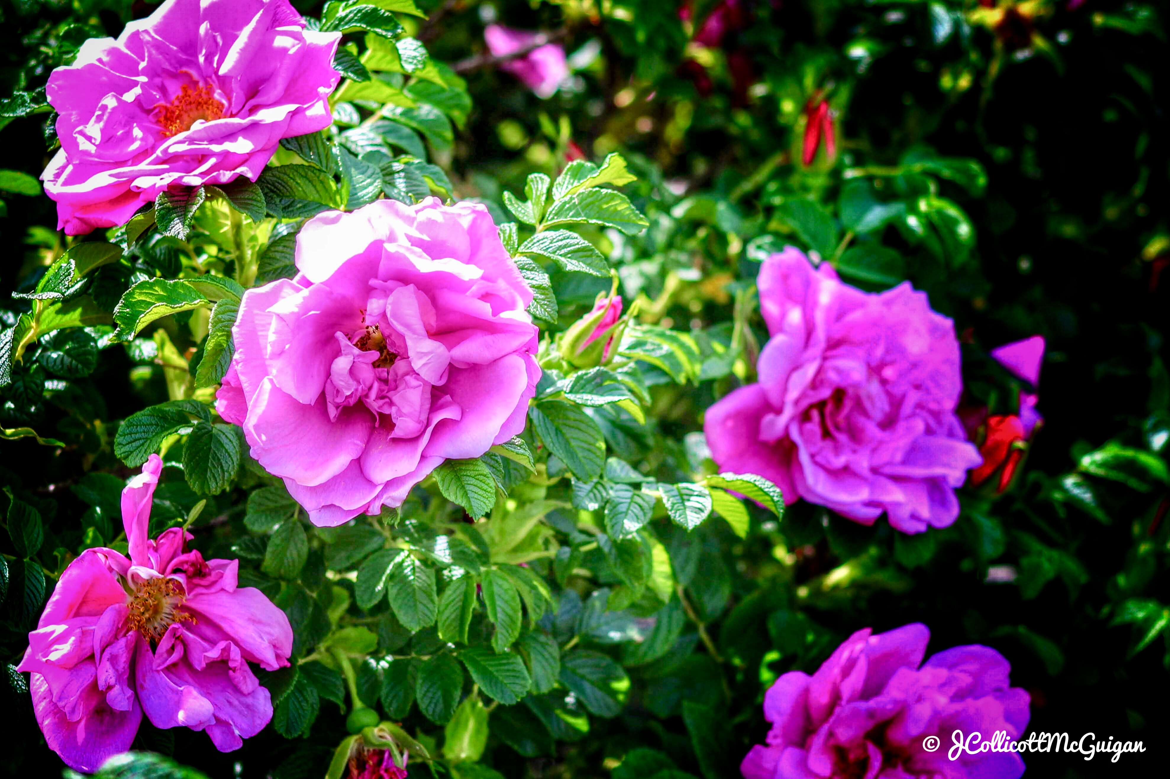 9A7913A9-EBE9-4A10-88E9-A353A936E5B6.jpeg