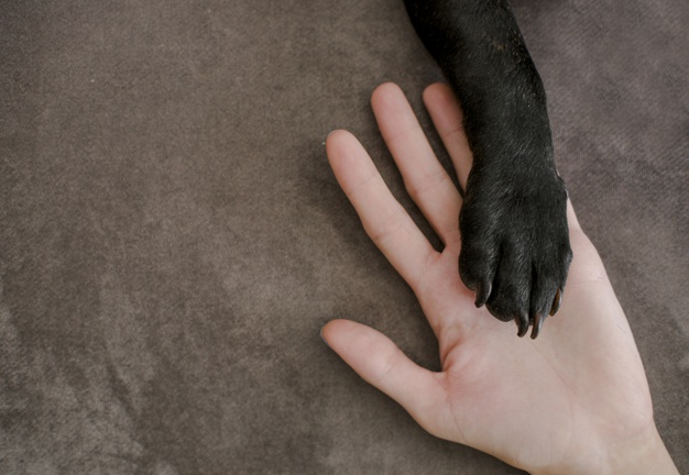 pata de perro.jpg