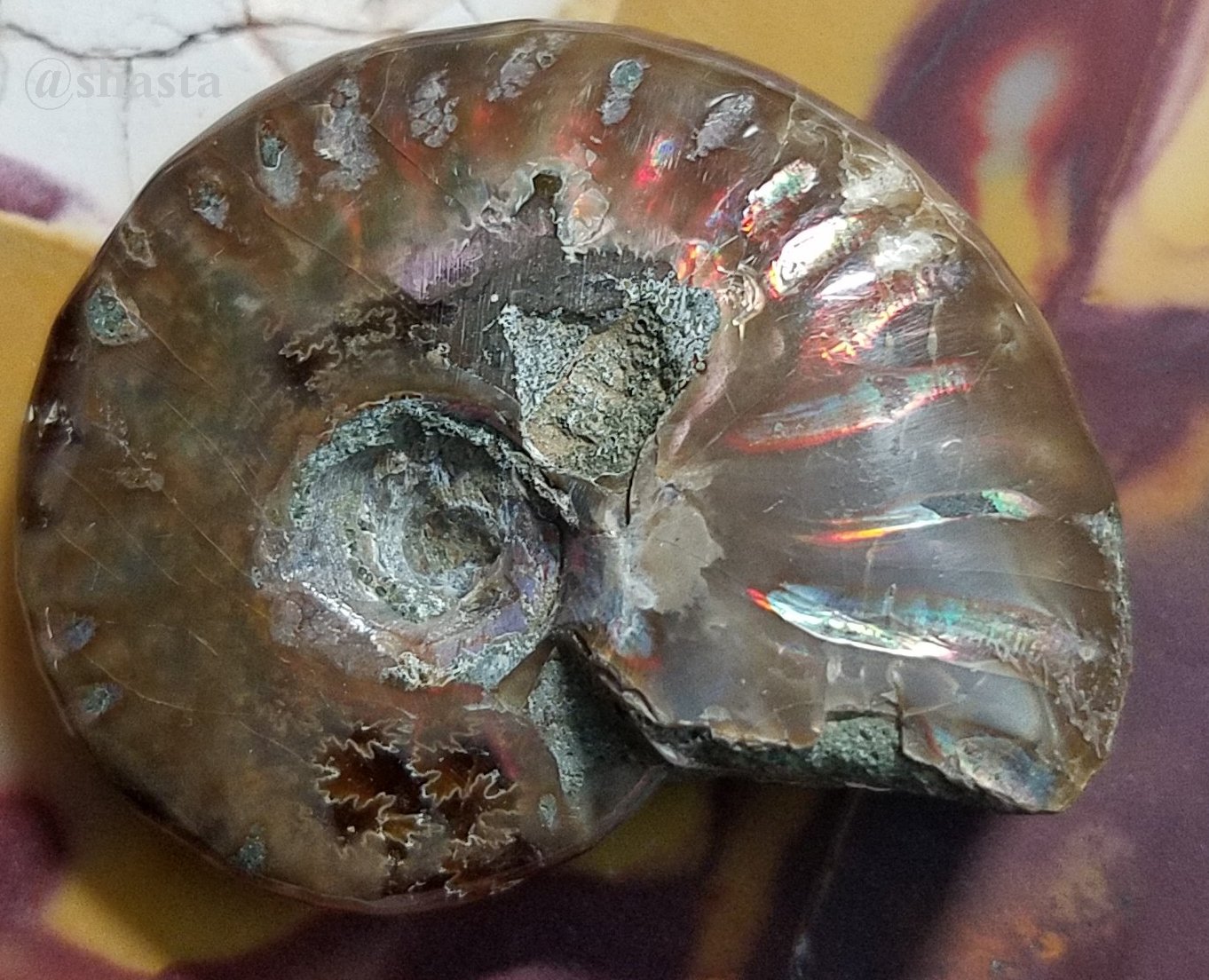 shasta2019jan4th47ammonitefossils5io.jpg