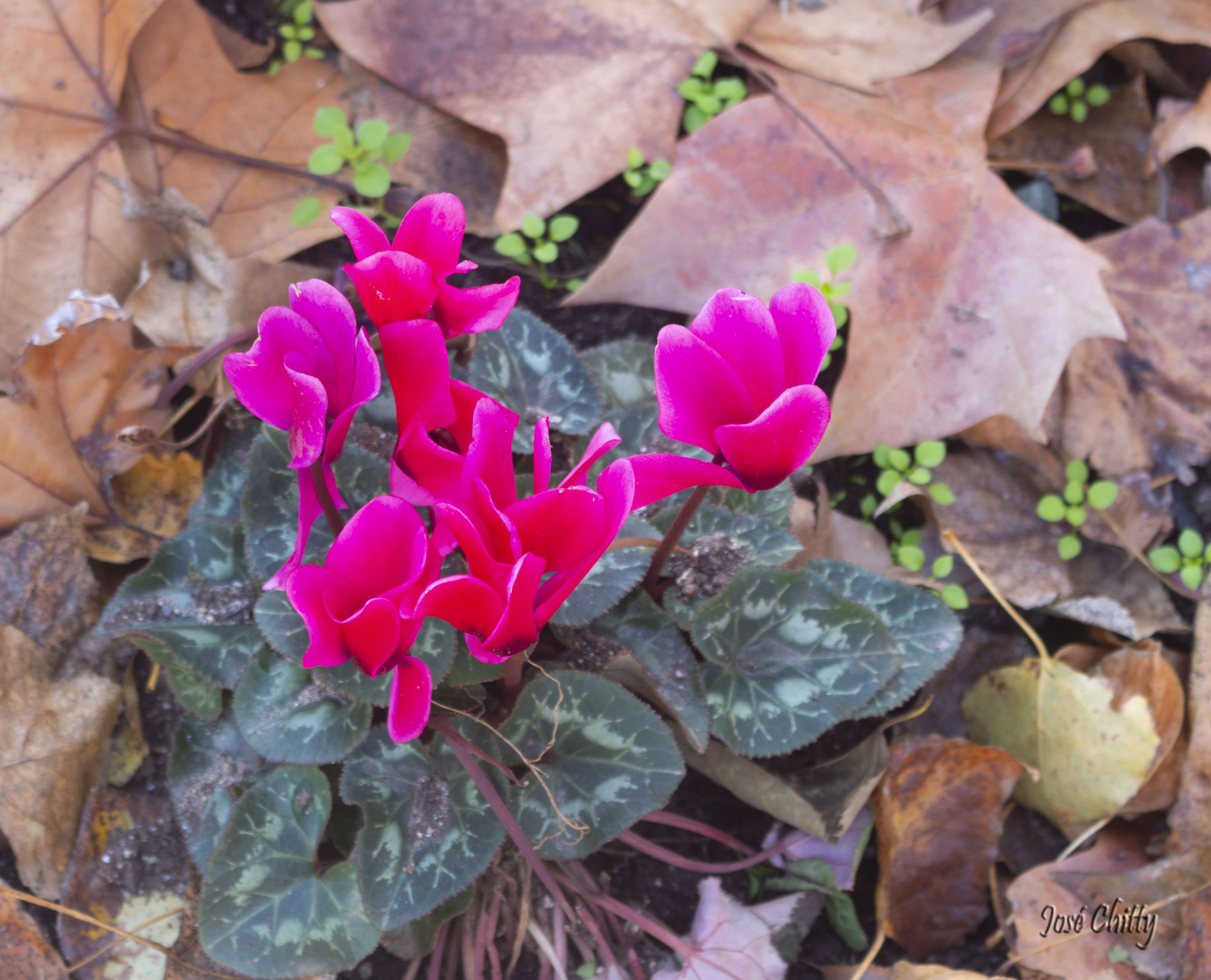 pink-flower.jpg
