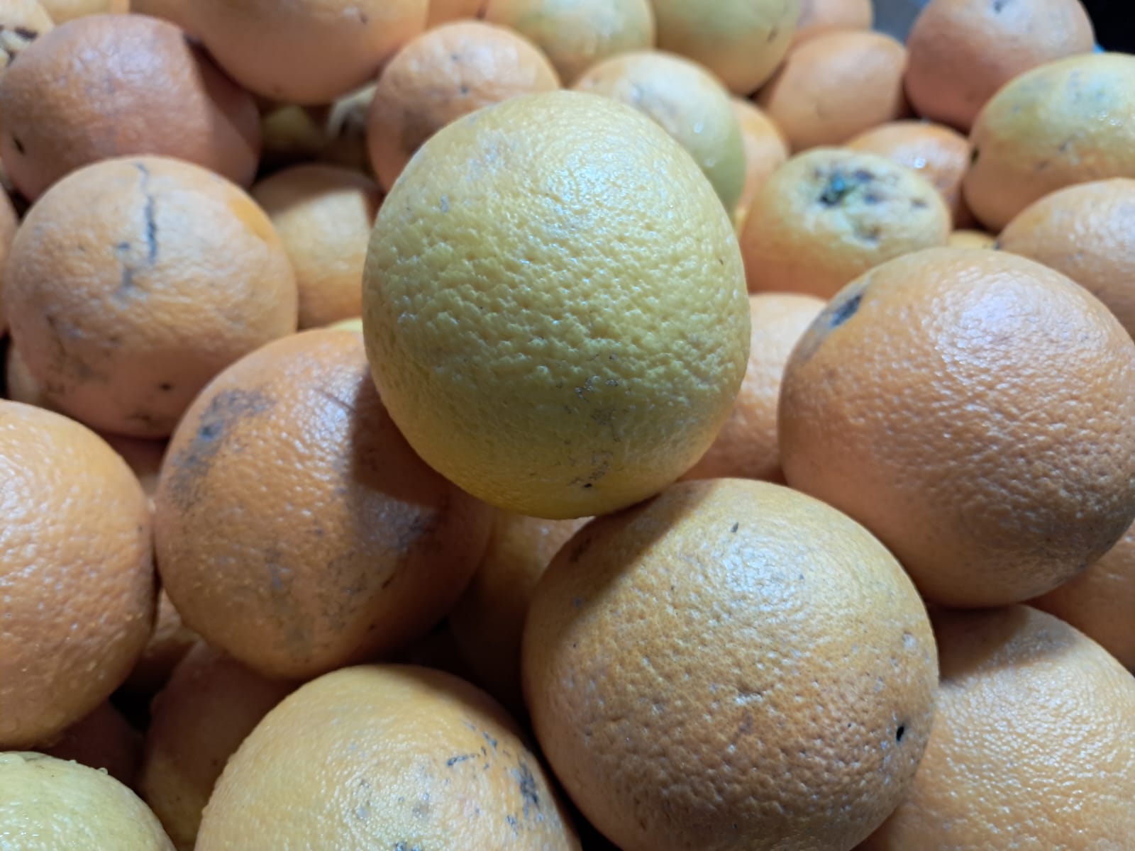 WhatsApp Image 2024-07-08 at 12.41.01 PM (1).jpeg