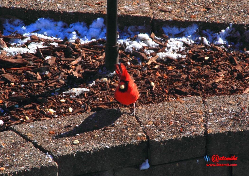 Northern Cardinal PFW02_0112.JPG