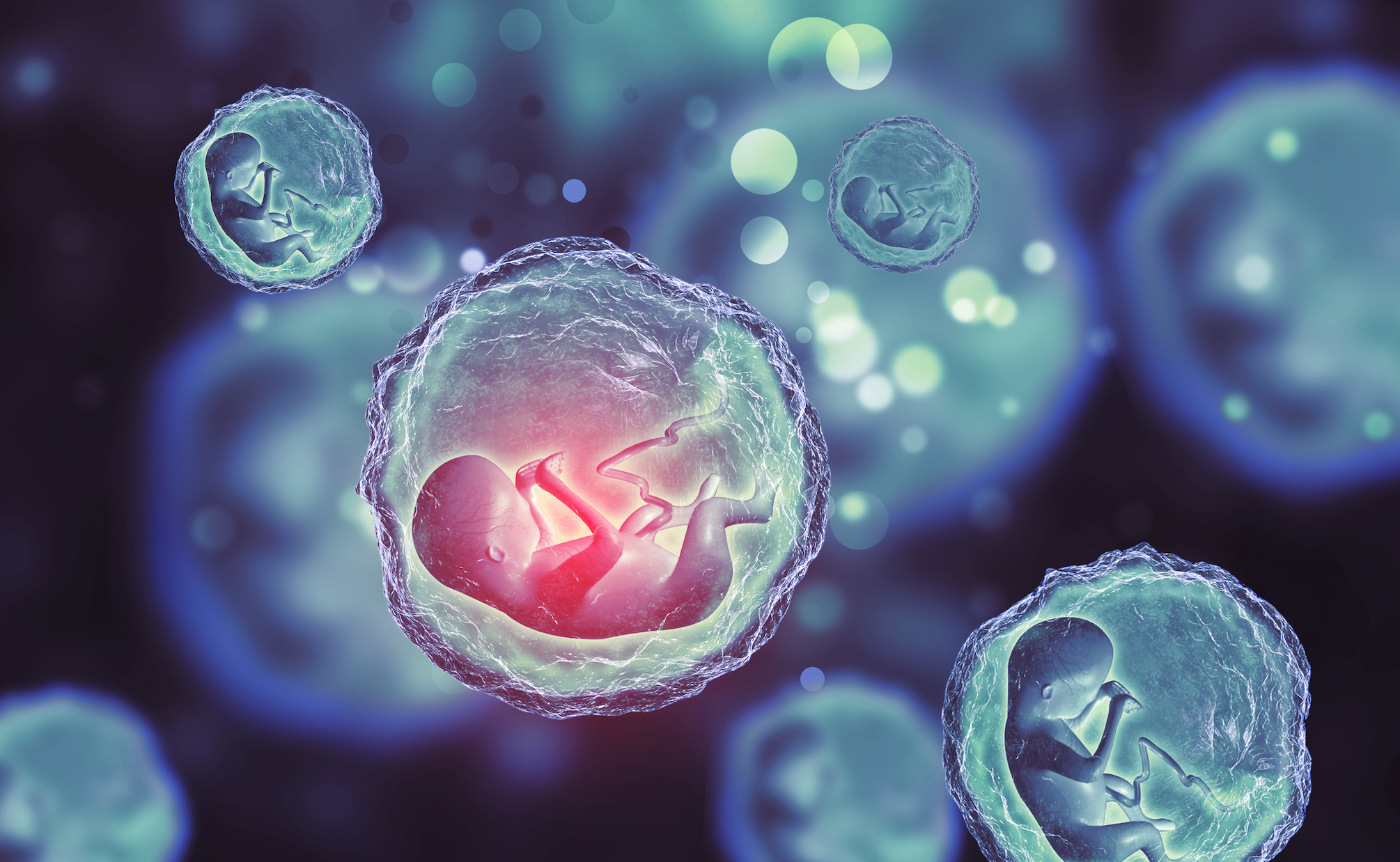 EMBRYO.jpg