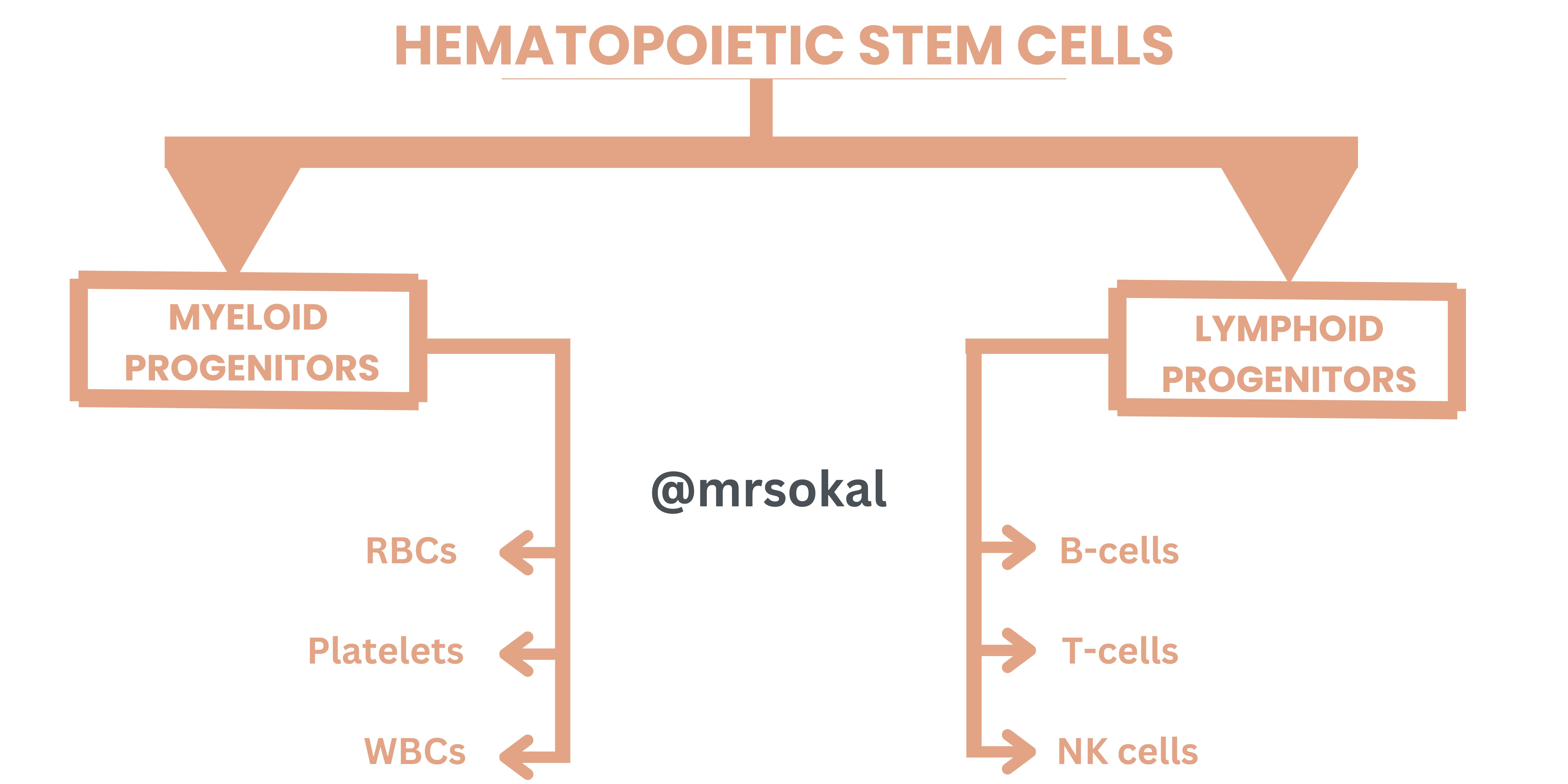 SEC S20W1 Hematopoiesis - Module 1 (2).jpg