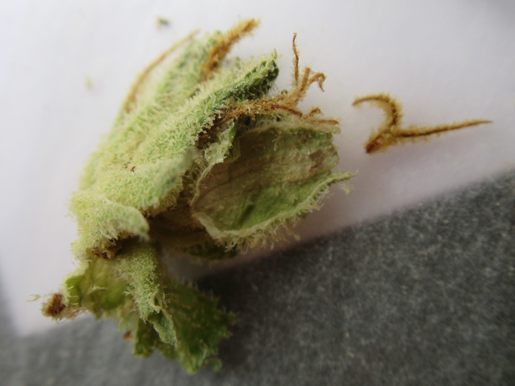 microsplitbloomdust.jpg