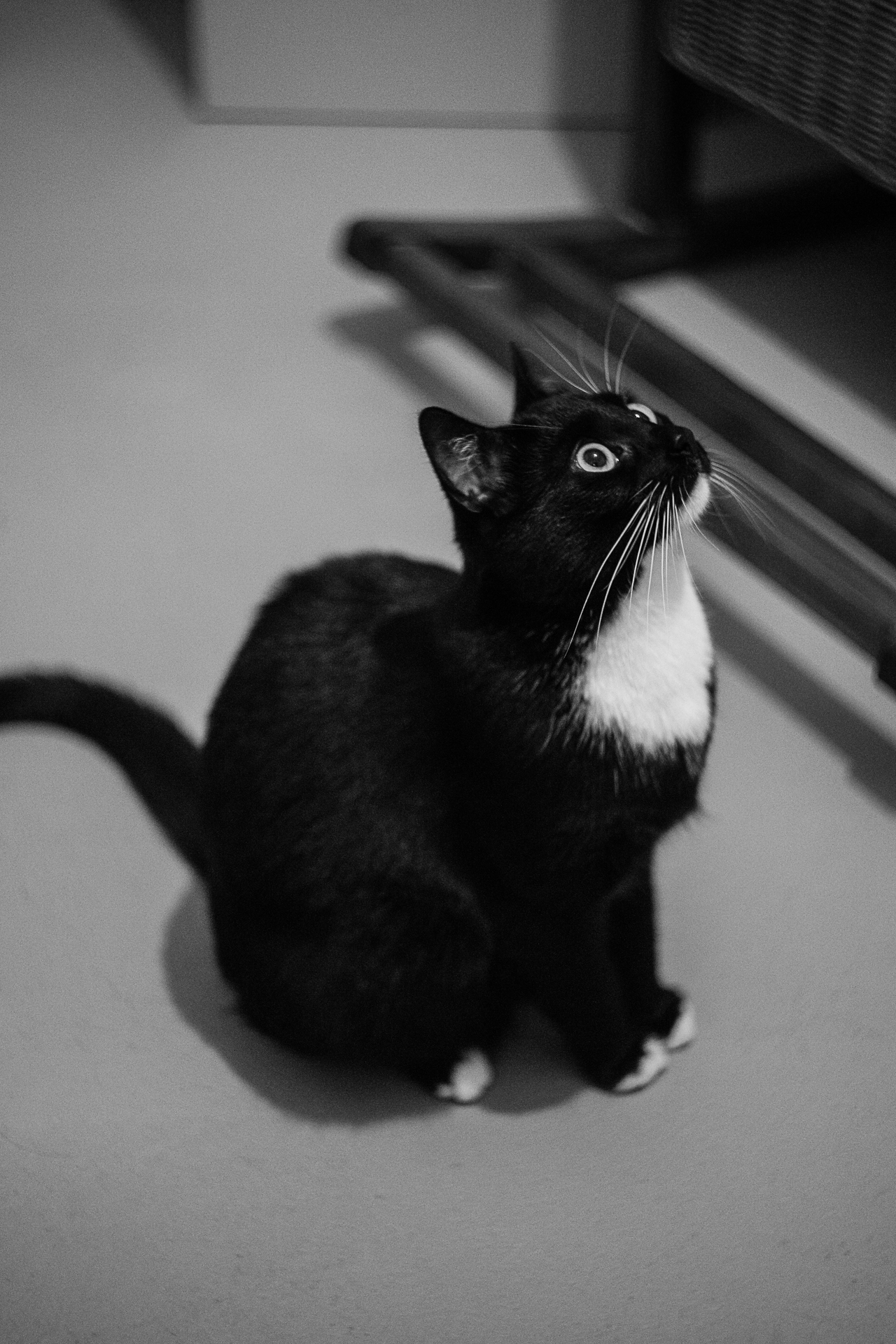 08-06-2018-monocat-jinx-05909.jpg