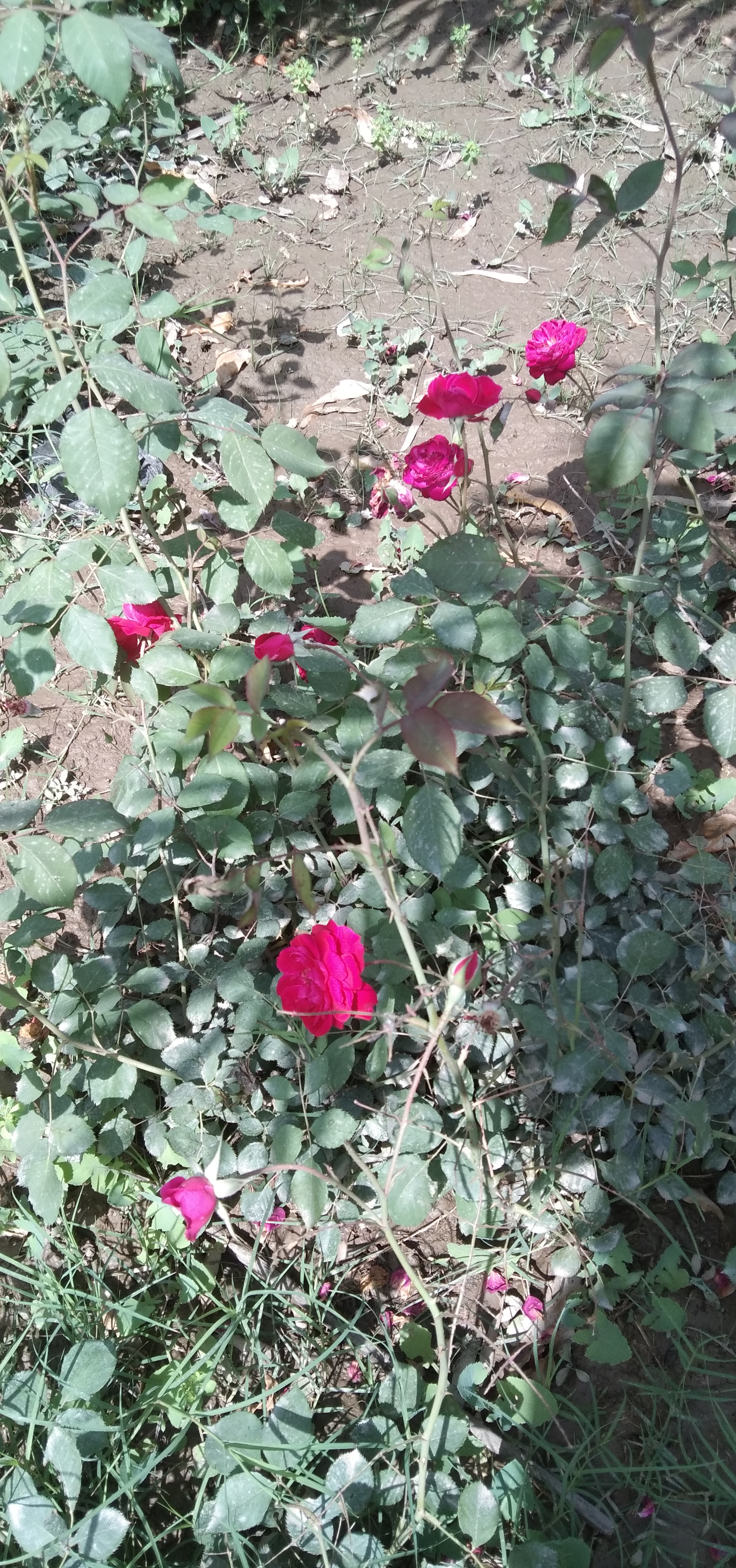 IMG_20210327_133635.jpg