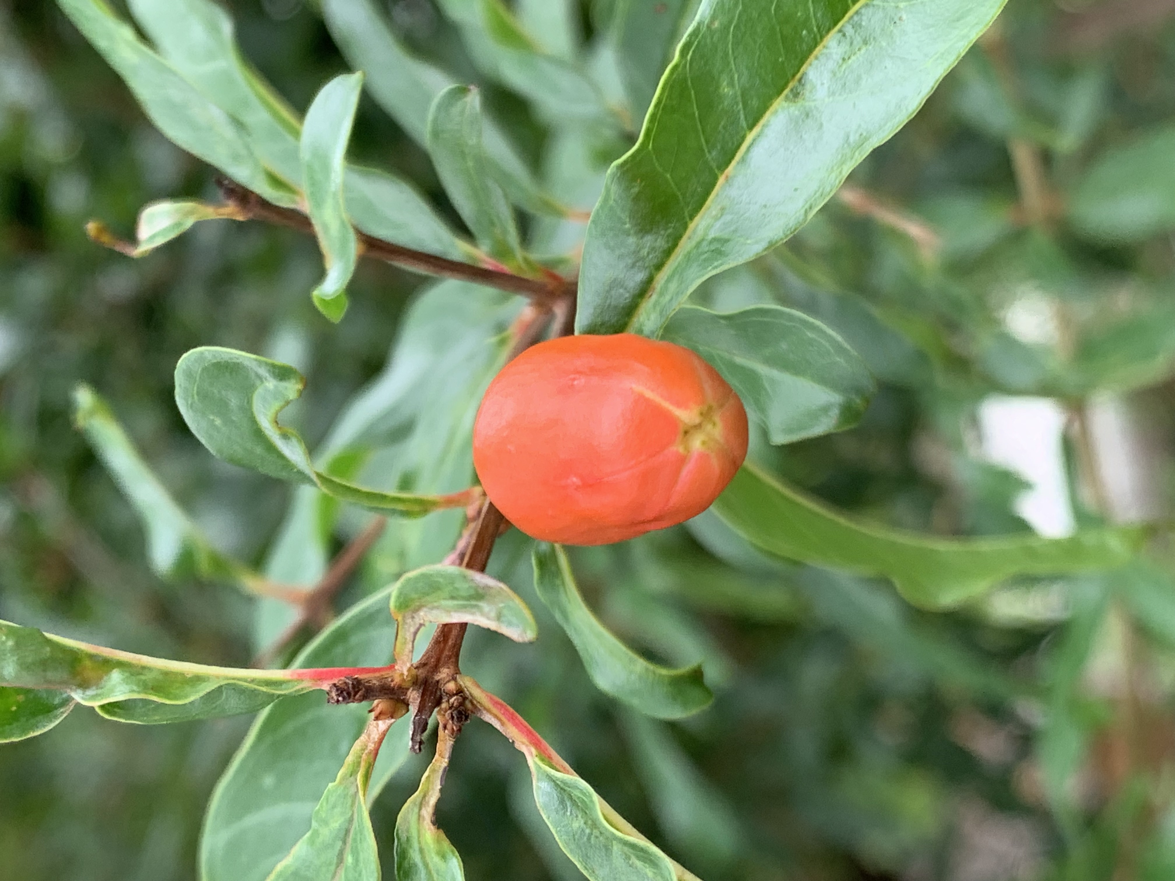 fruit11.jpg