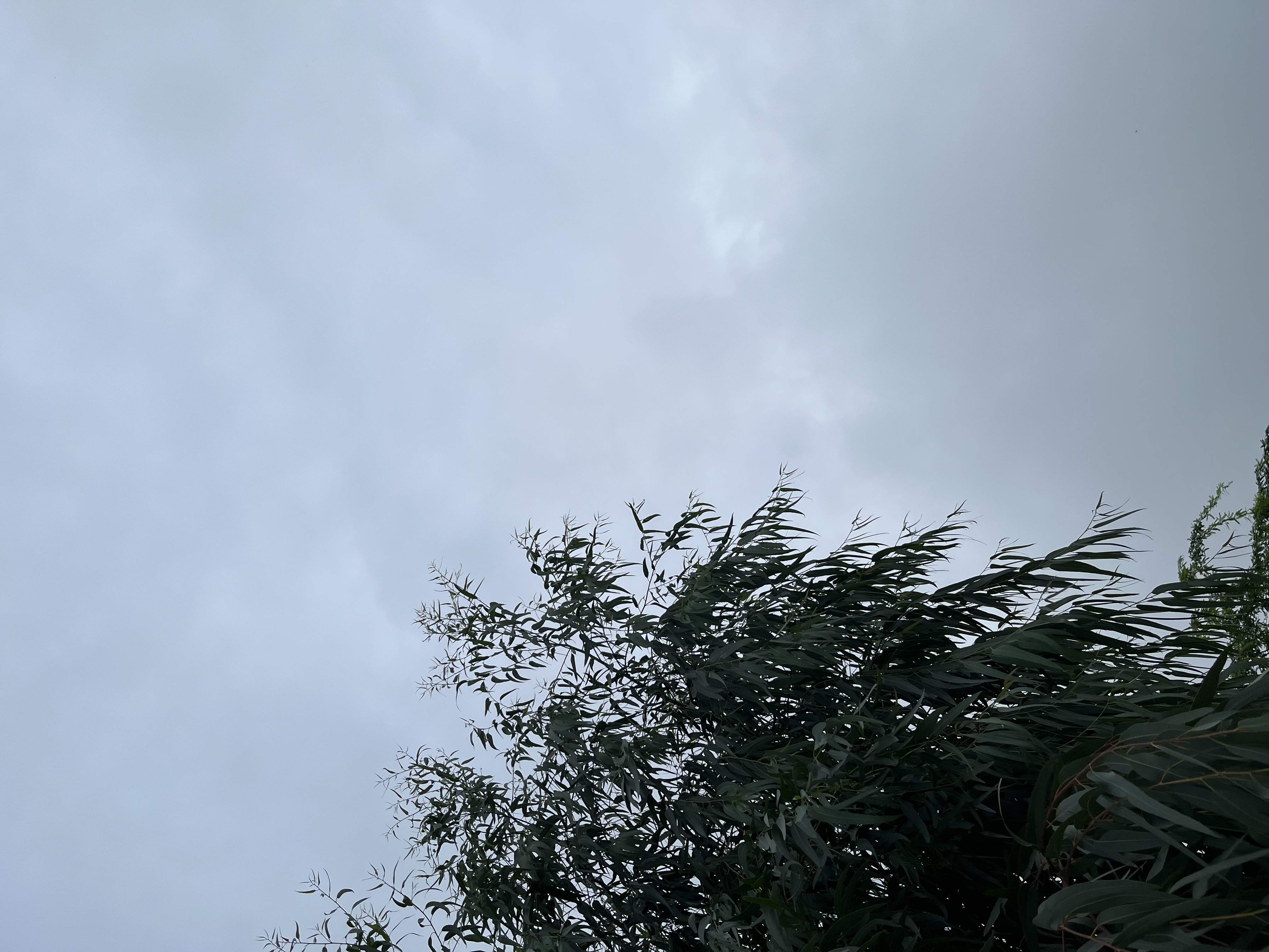 IMG_2889.jpeg