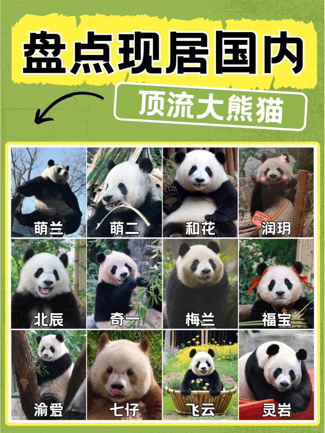 盘点现居国内顶流大熊猫.jpg