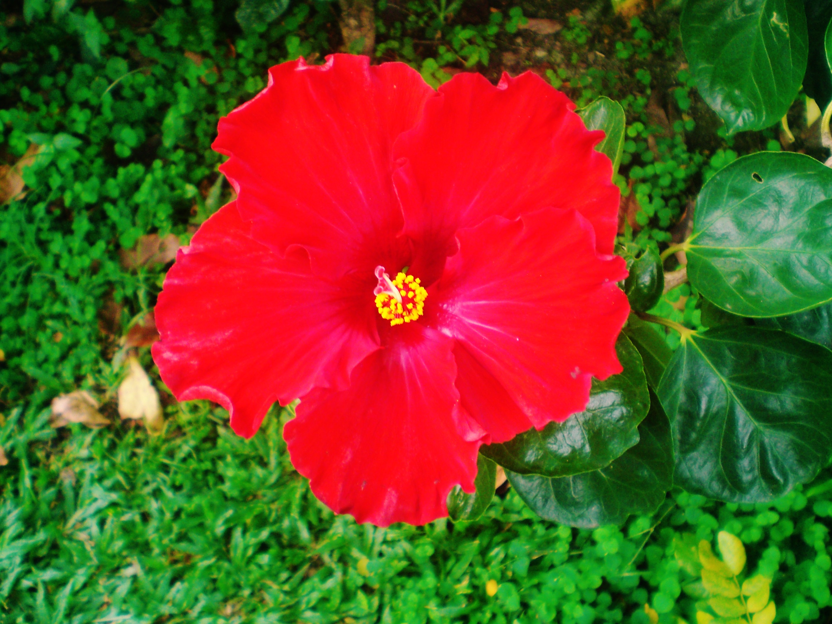 CIMG0749.JPG