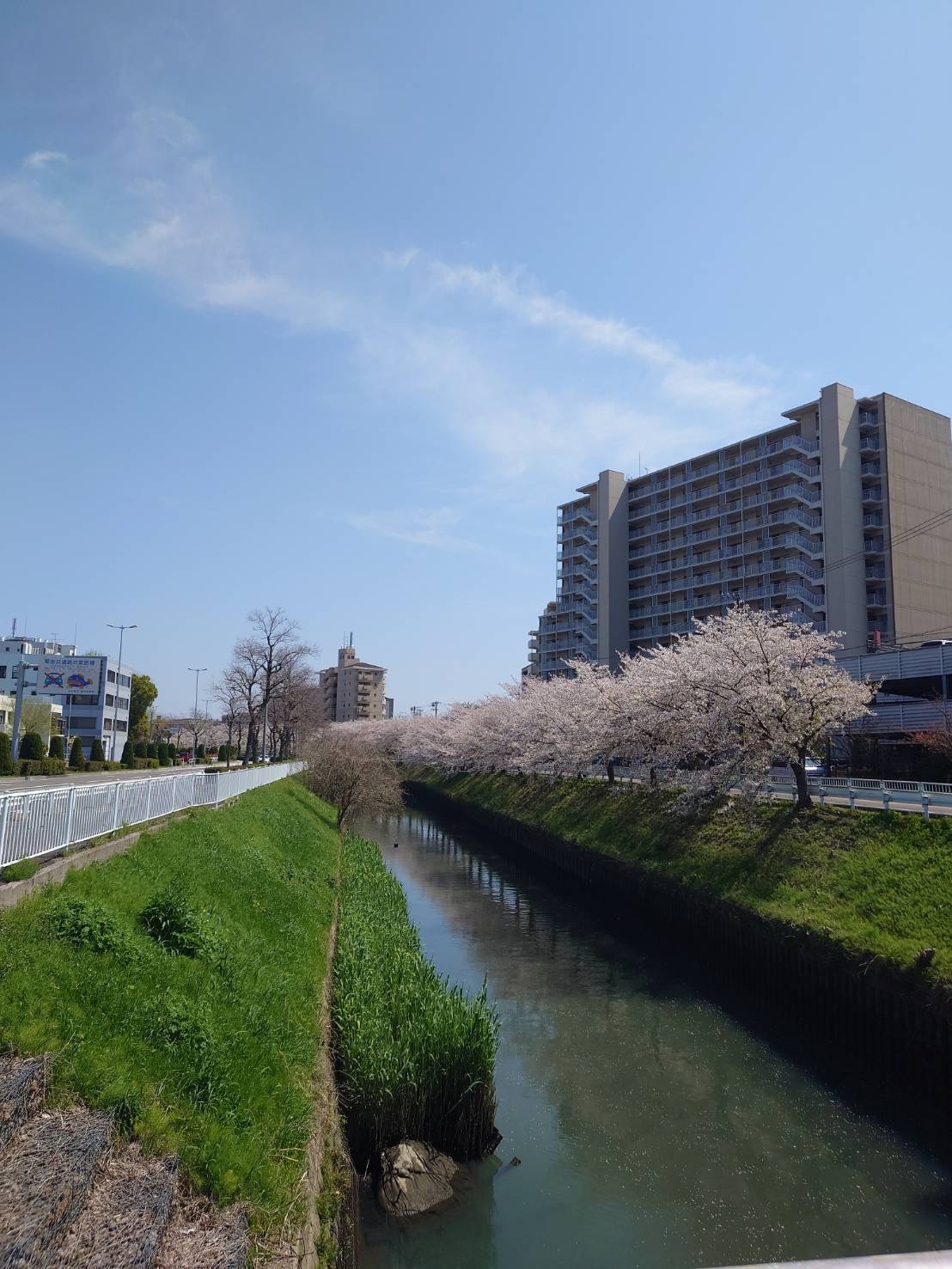 Sakura4.jpg