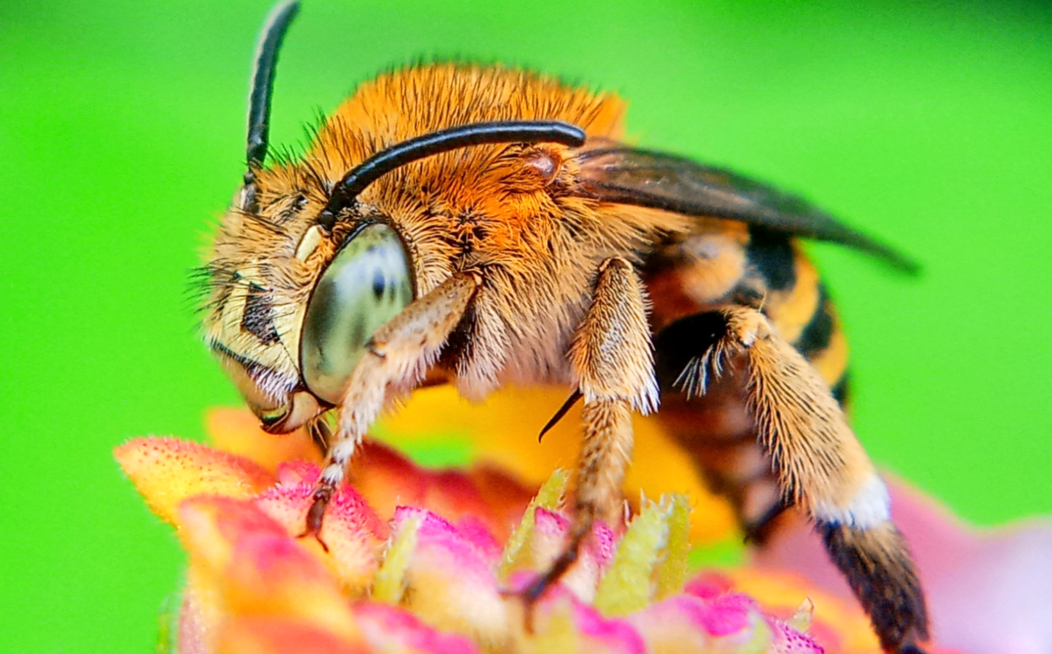 Самая опасная пчела. Tiger bee. Tiger bee. Пчелиный волк фото. Игрушечная оса.