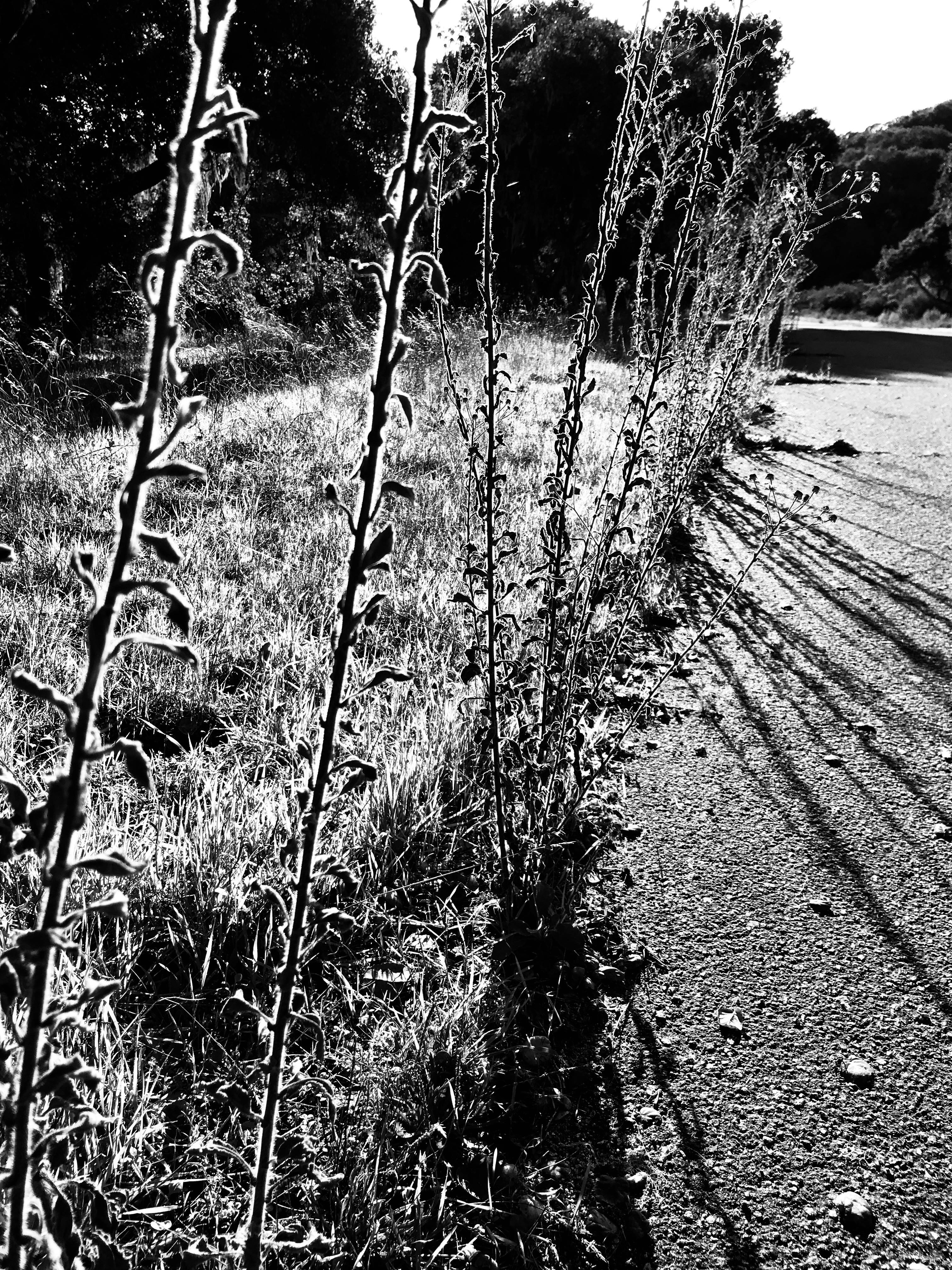 In the Weeds - B&W.jpg