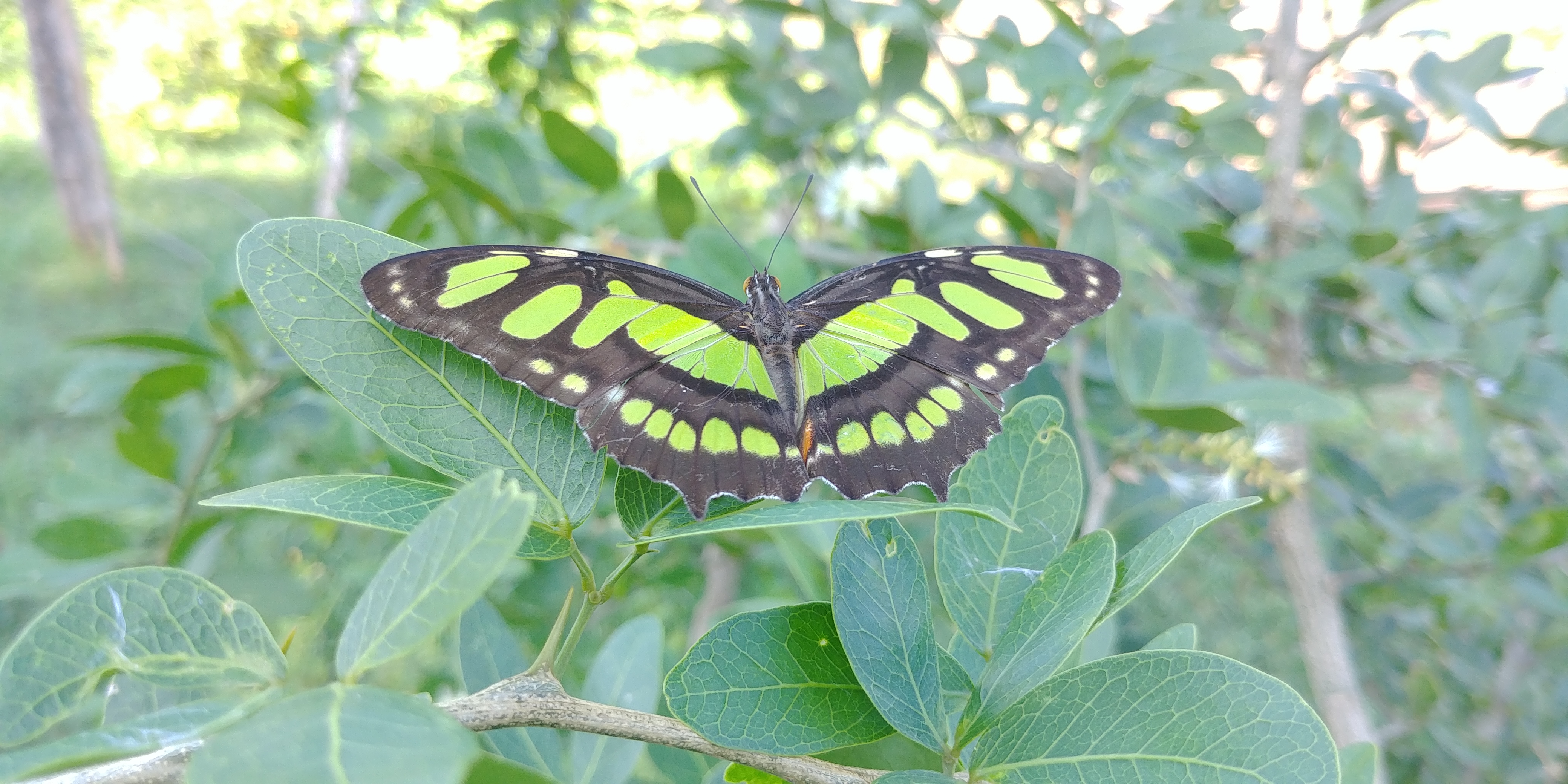 20190810_085218.jpg